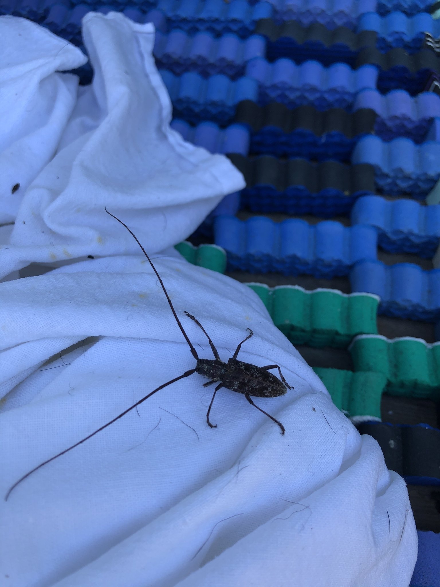 Monochamus obtusus