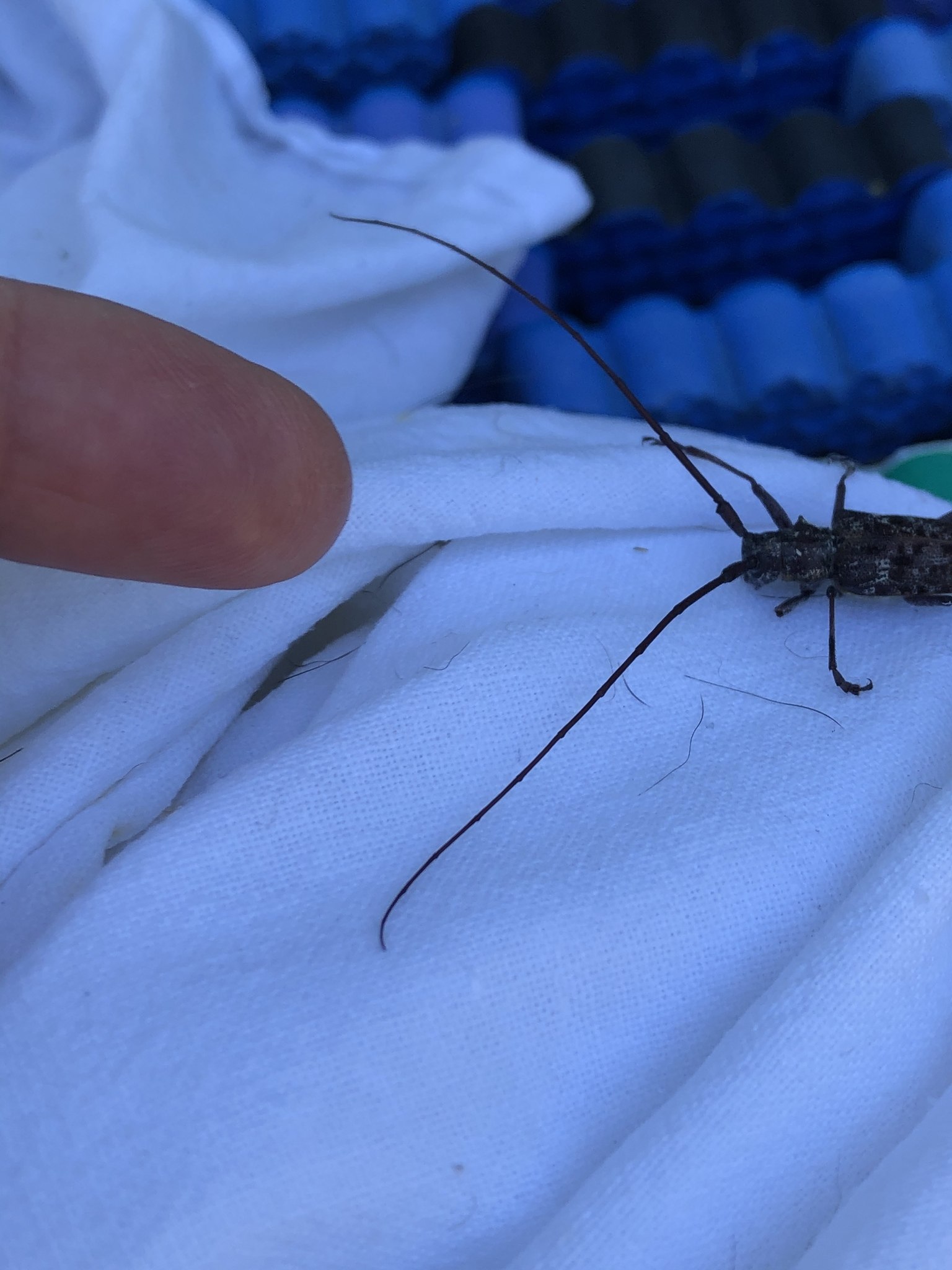 Monochamus obtusus