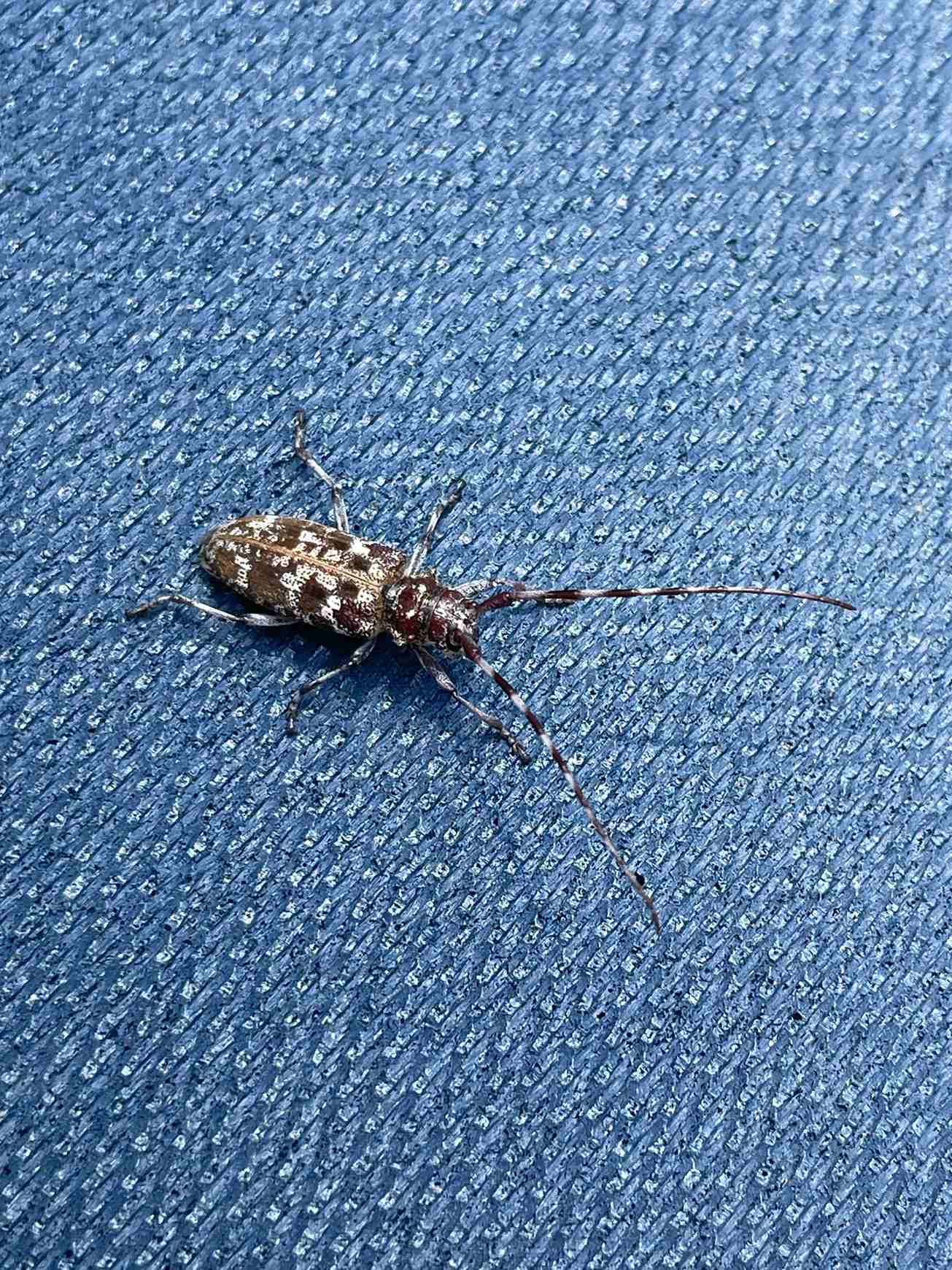 Monochamus obtusus