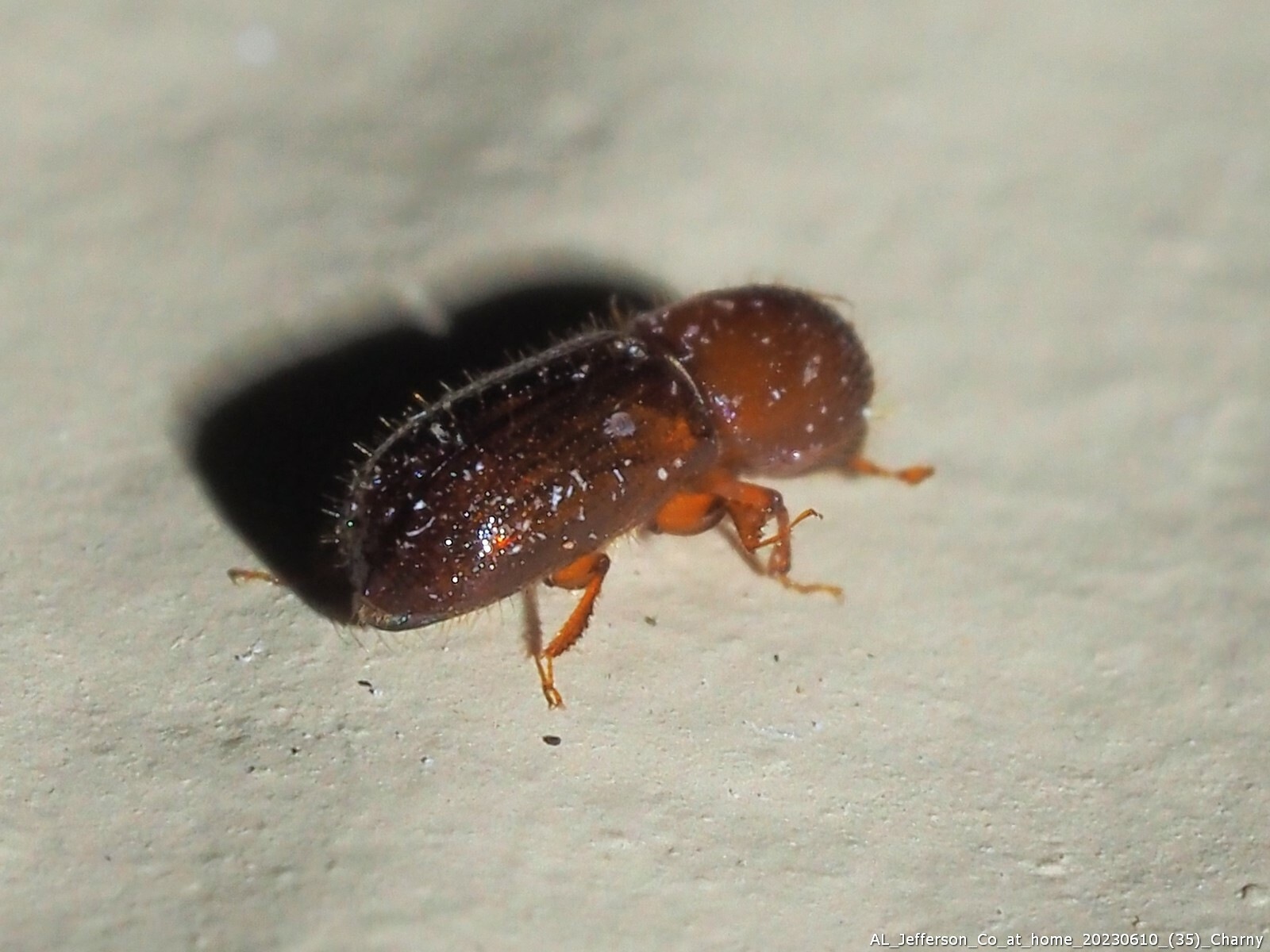 Xyleborus intrusus
