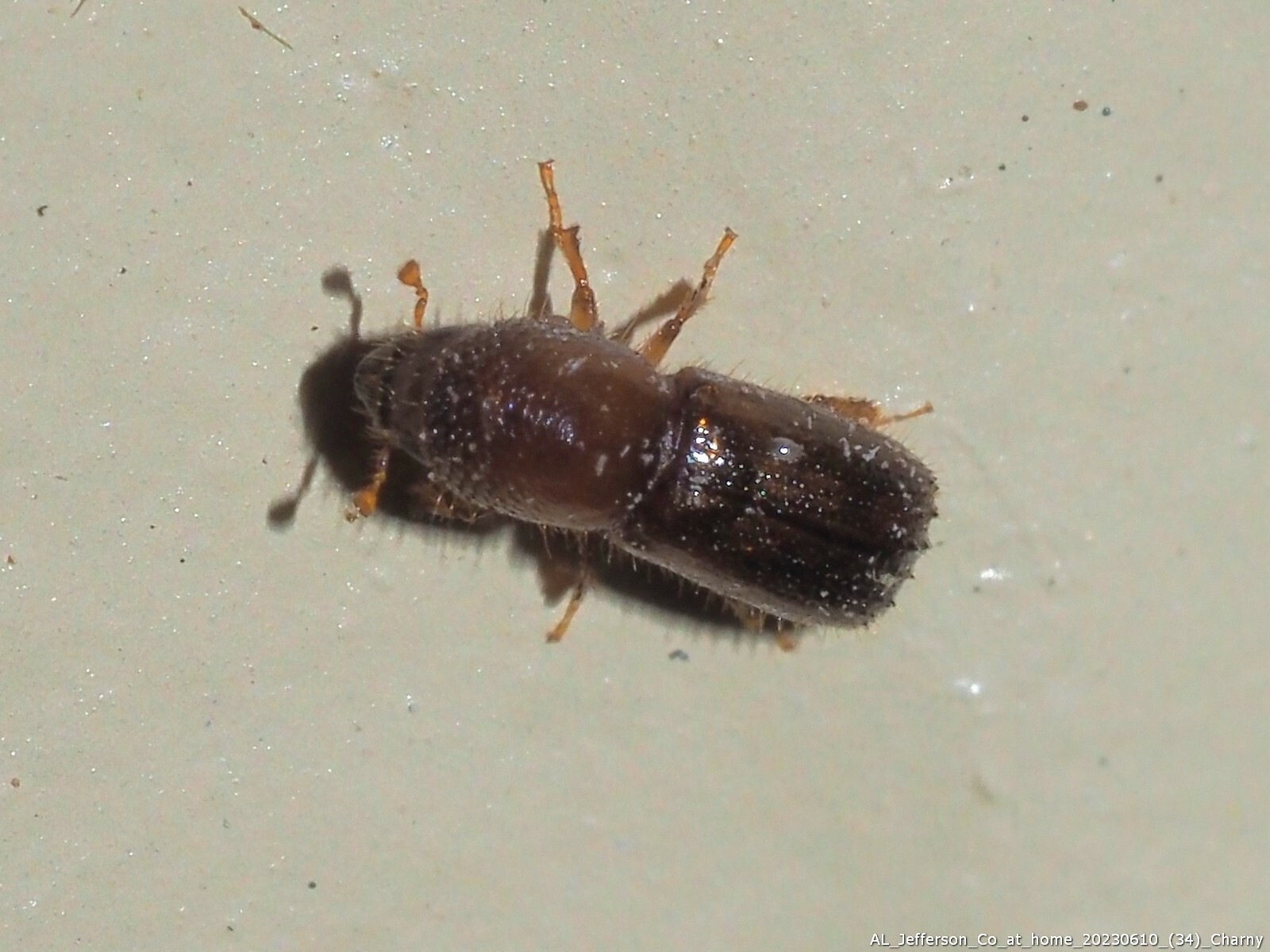Xyleborus intrusus