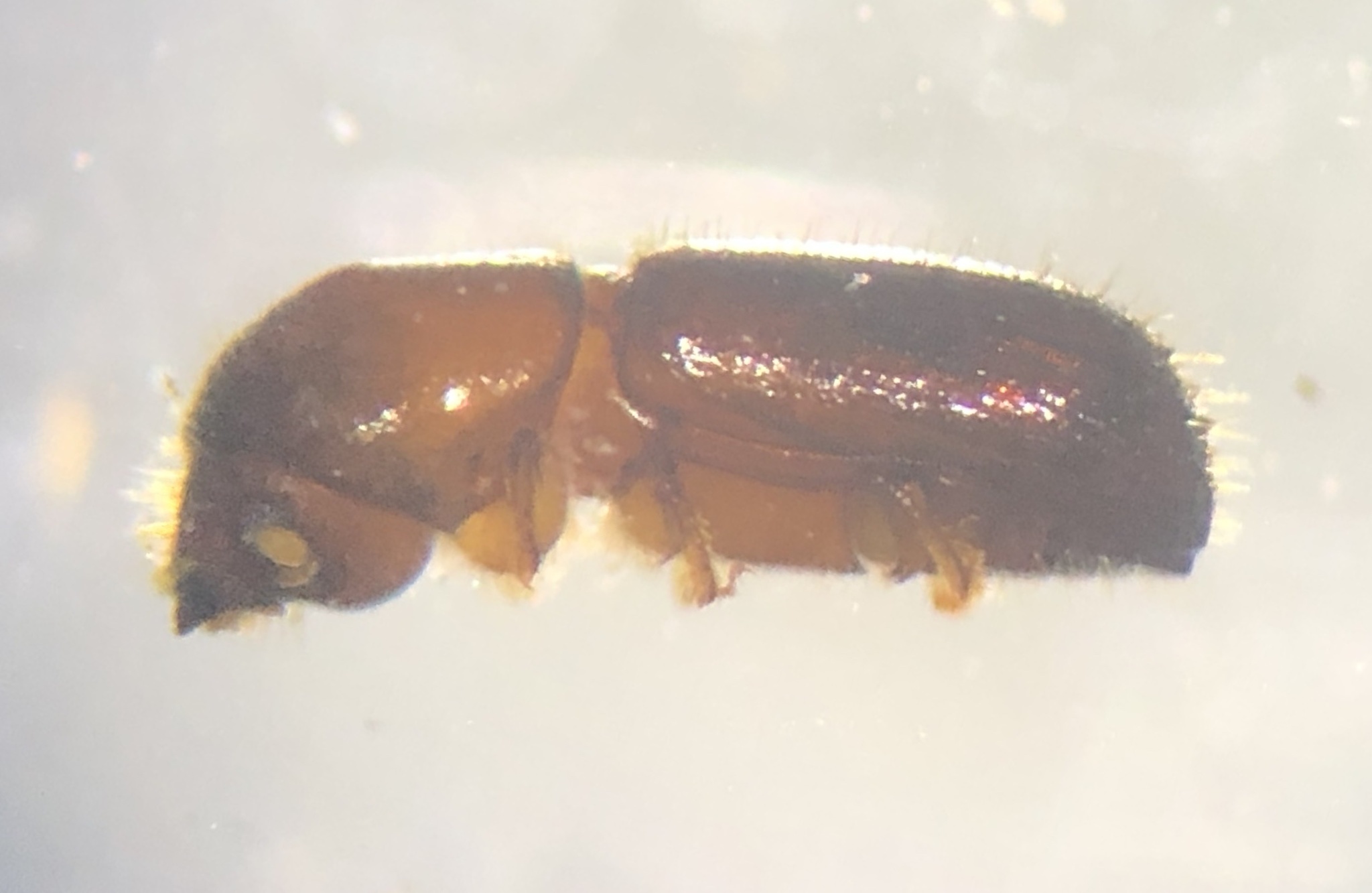 Xyleborus intrusus