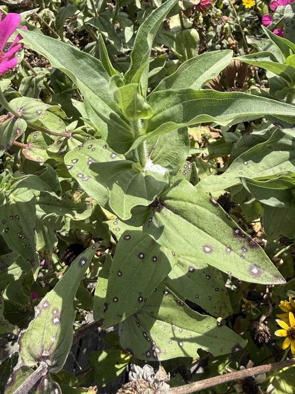 Alternaria zinniae
