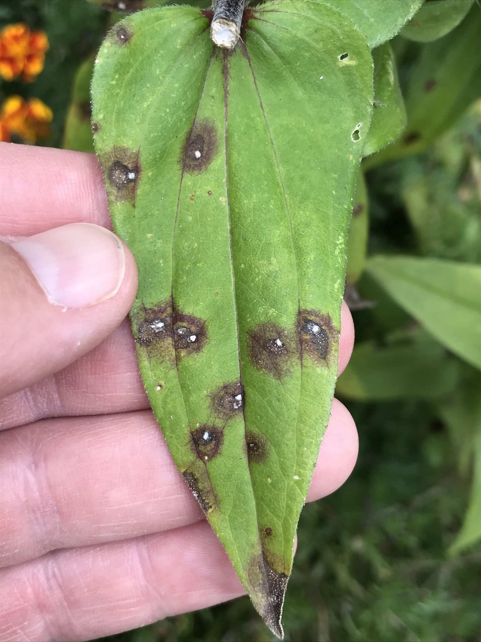 Alternaria zinniae