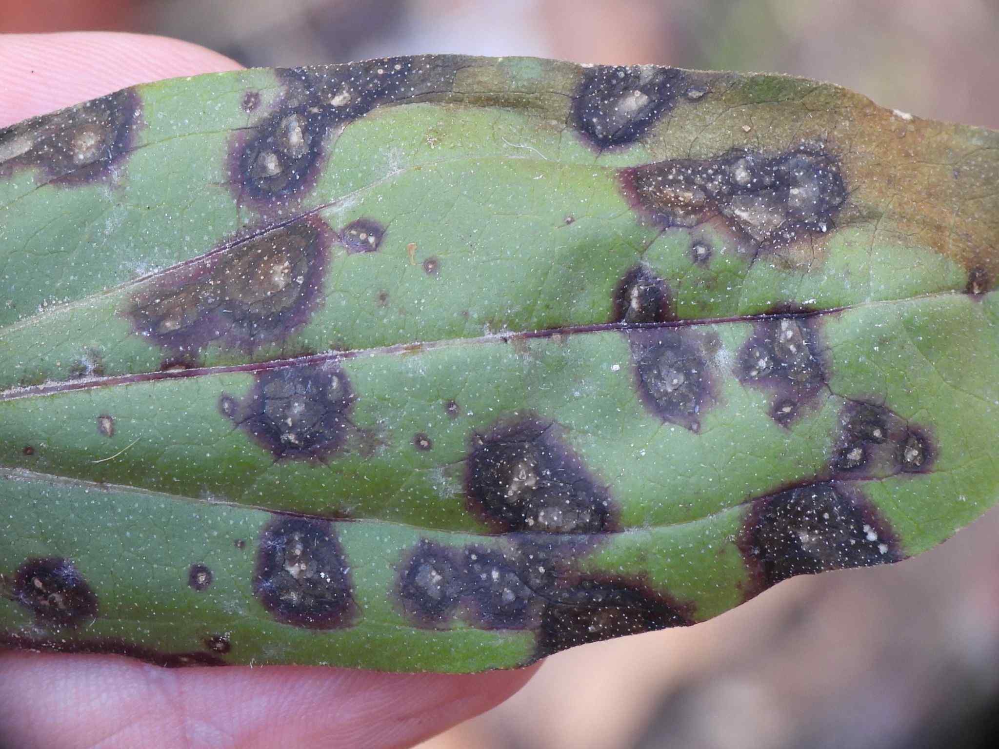 Alternaria zinniae