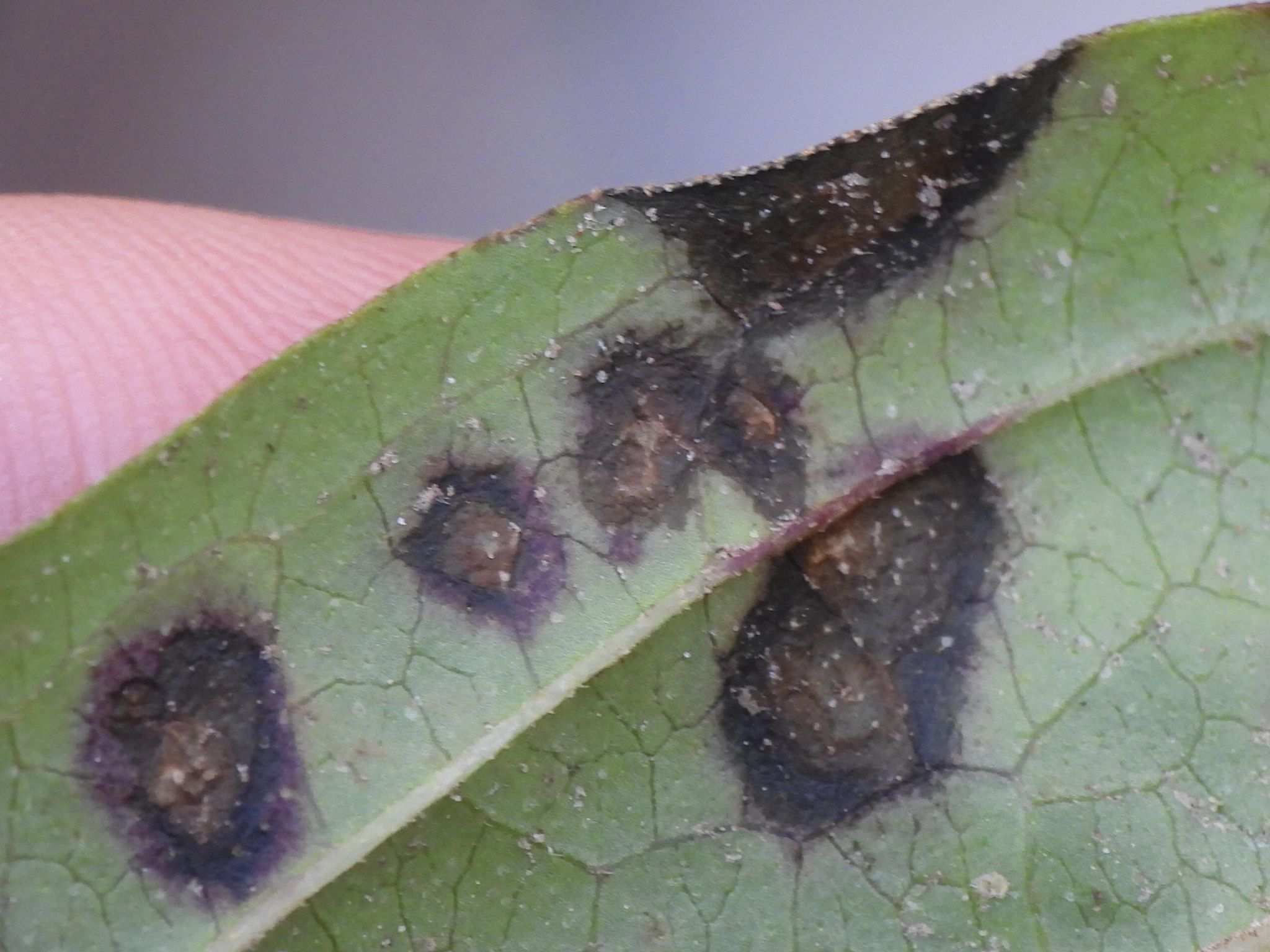 Alternaria zinniae