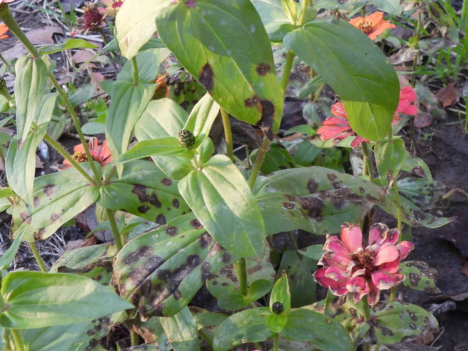 Alternaria zinniae
