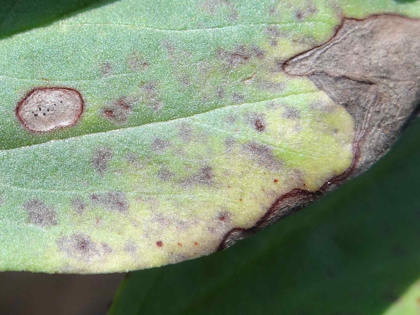 Ascochyta lentis