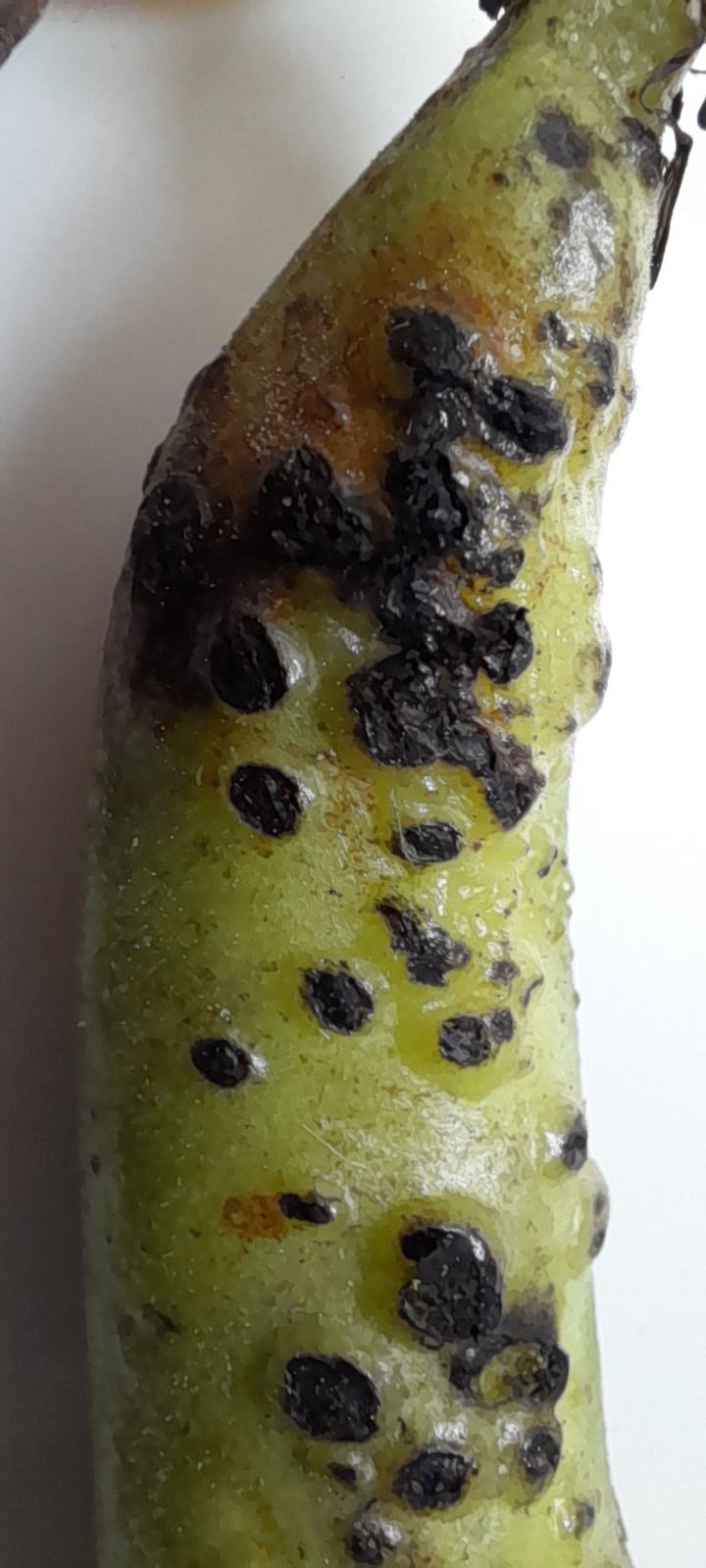 Ascochyta lentis
