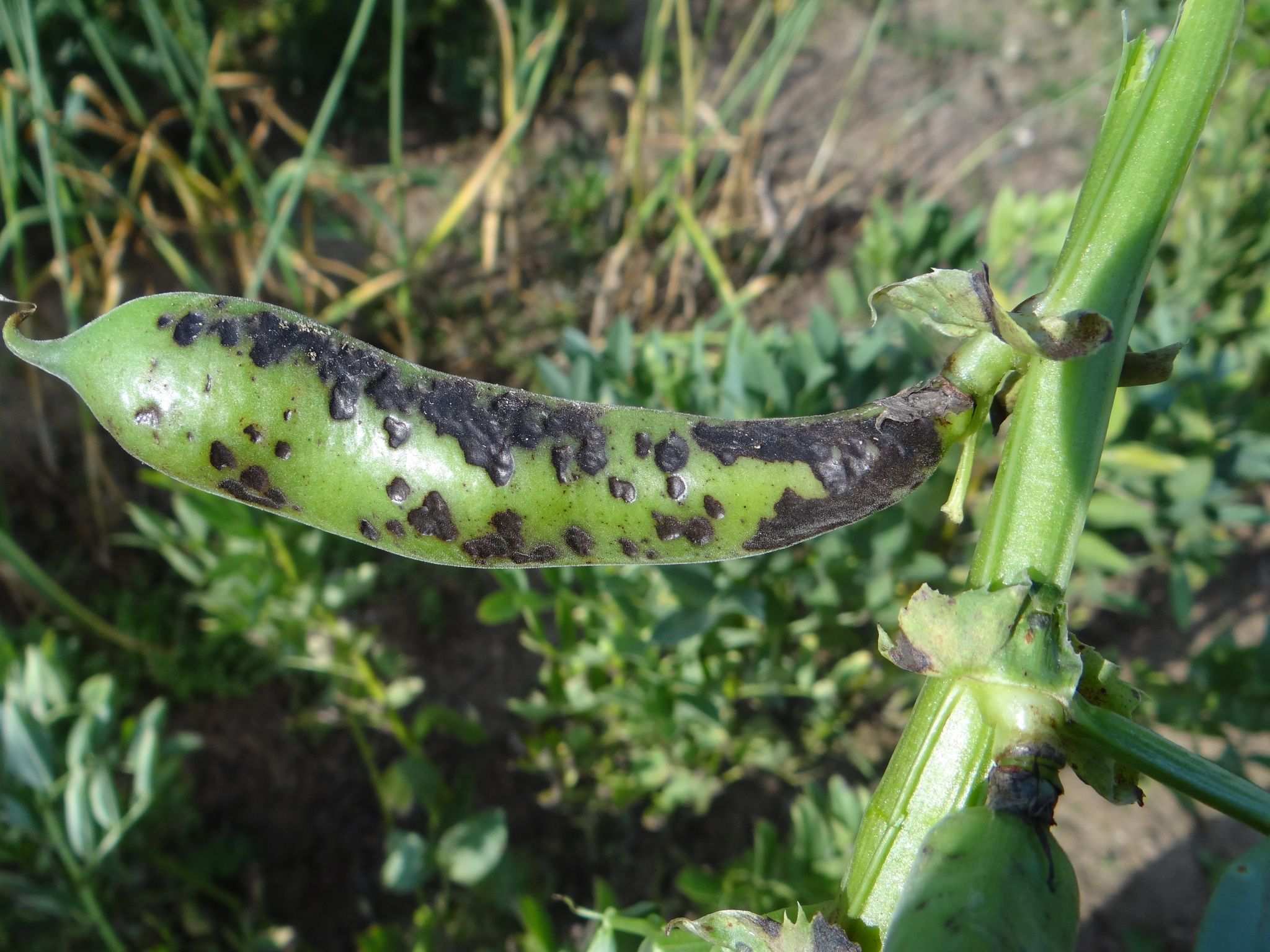 Ascochyta lentis