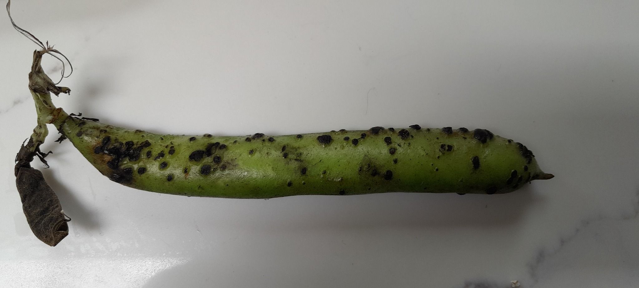 Ascochyta lentis