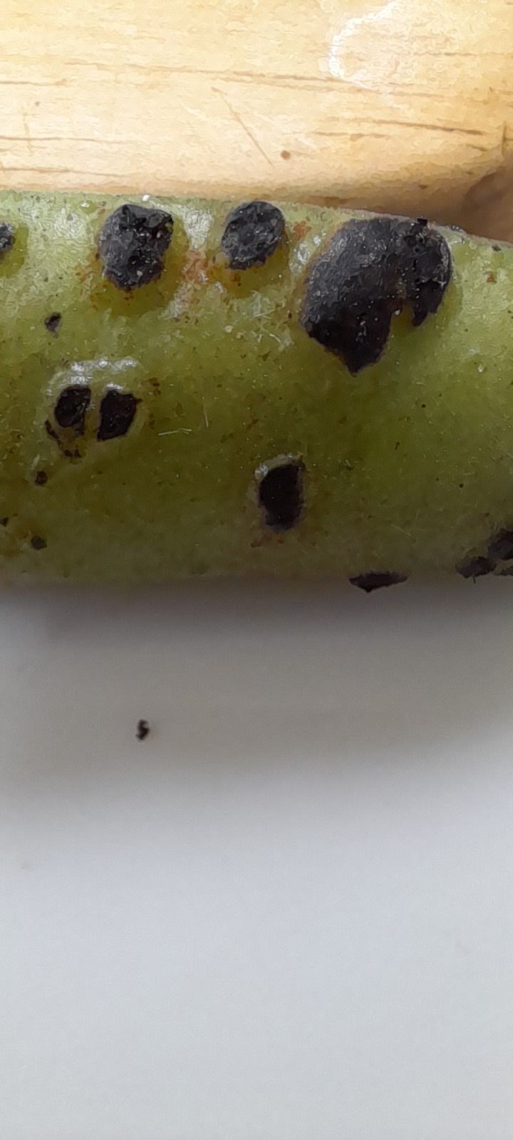 Ascochyta lentis