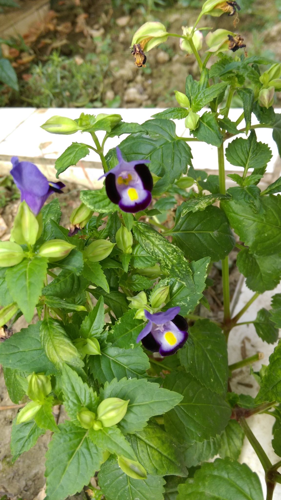Torenia fournieri