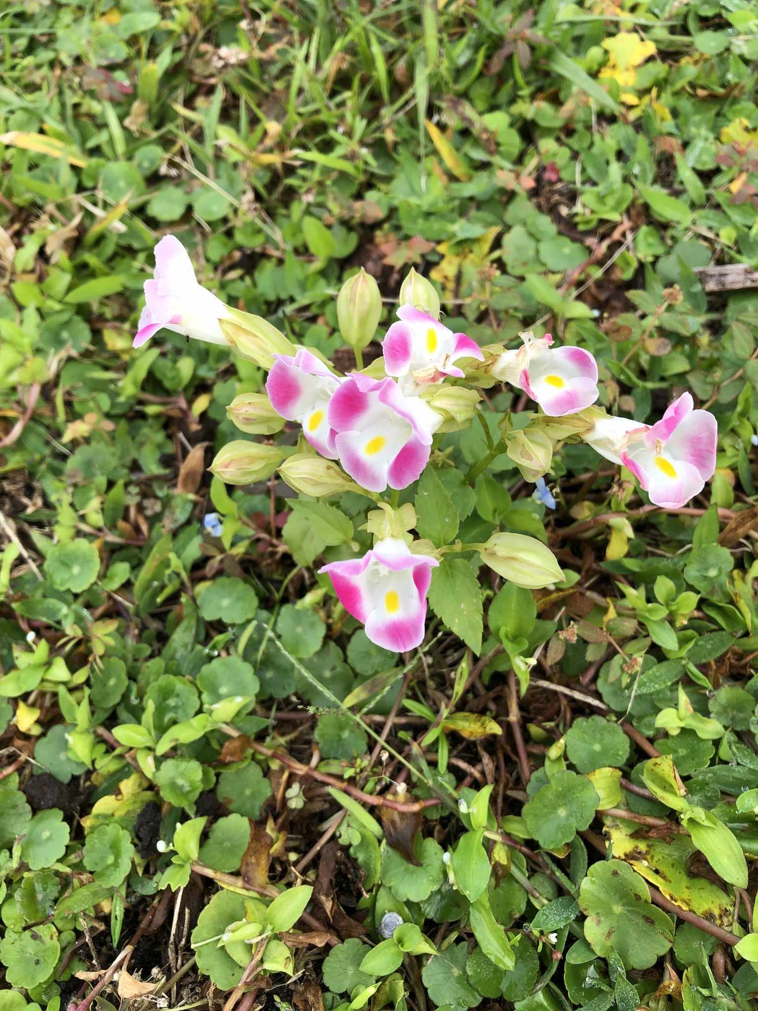 Torenia fournieri