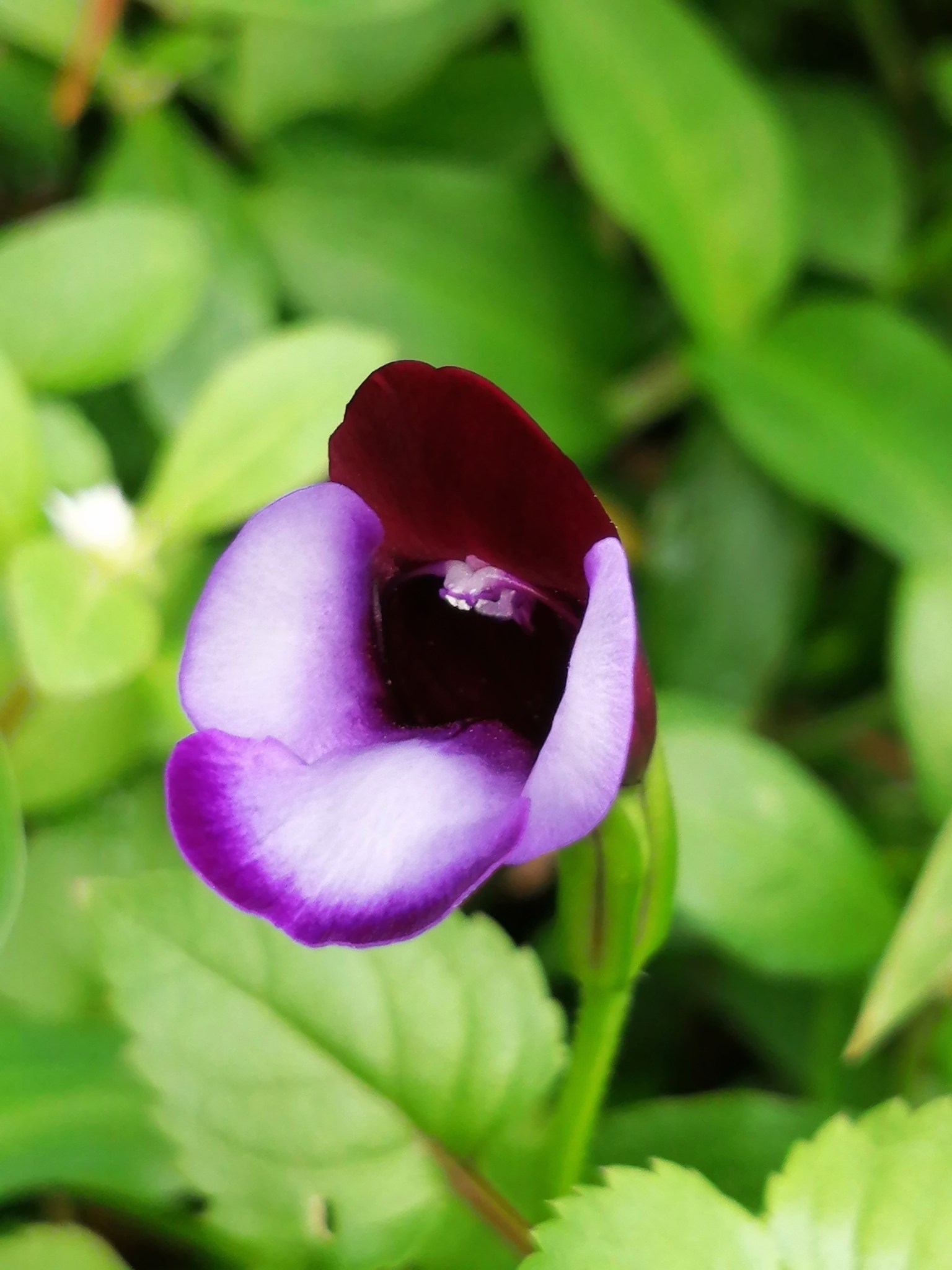Torenia fournieri