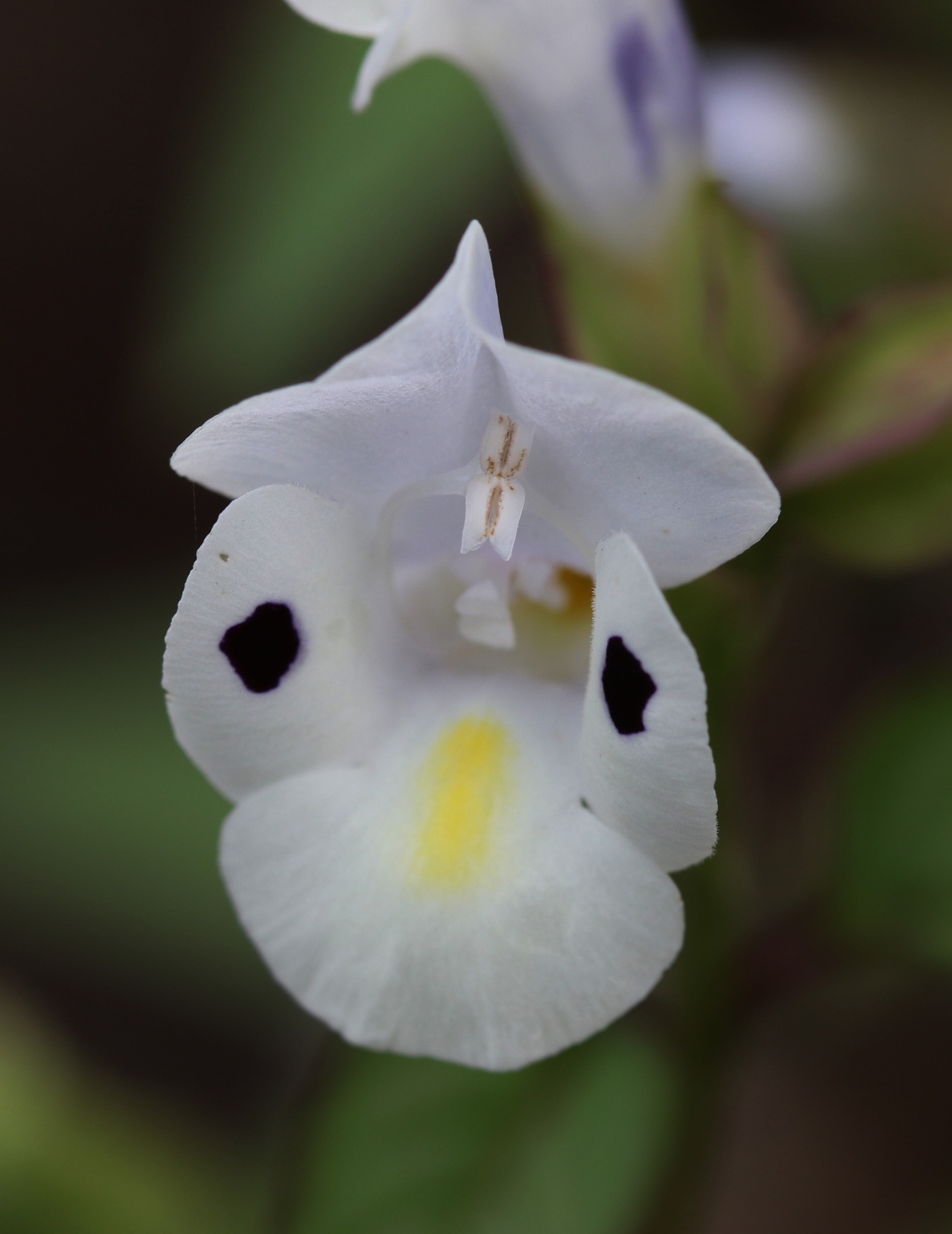 Torenia fournieri
