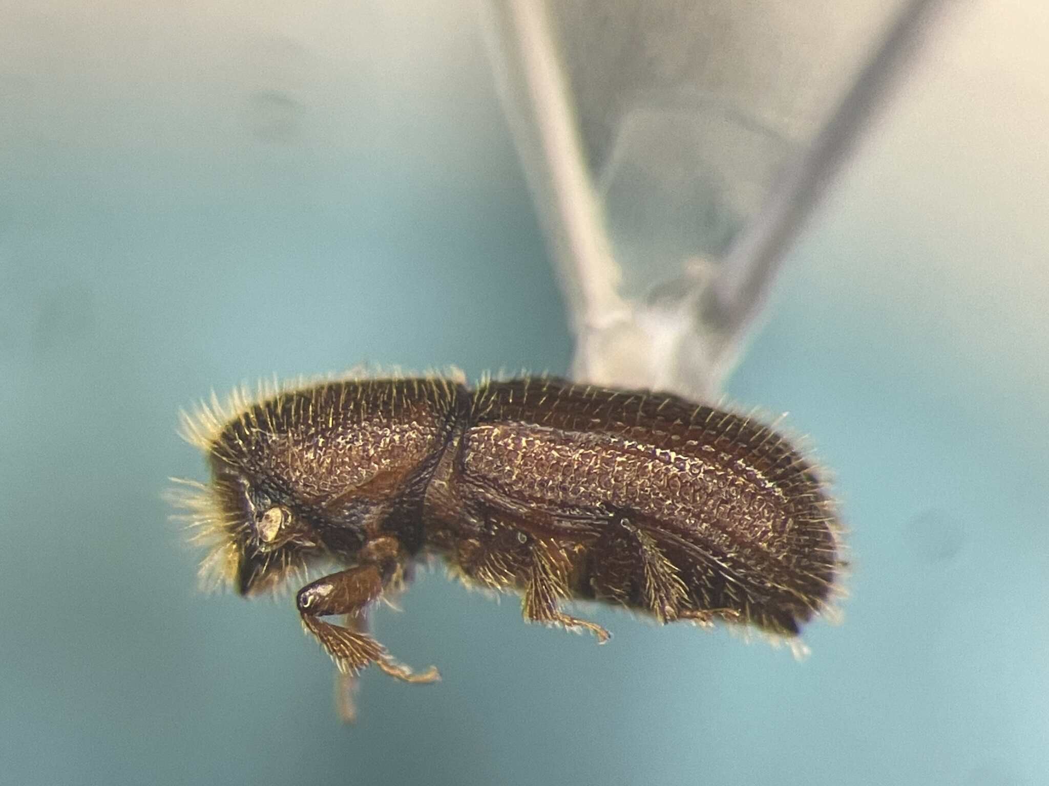 Dryocoetes granicollis