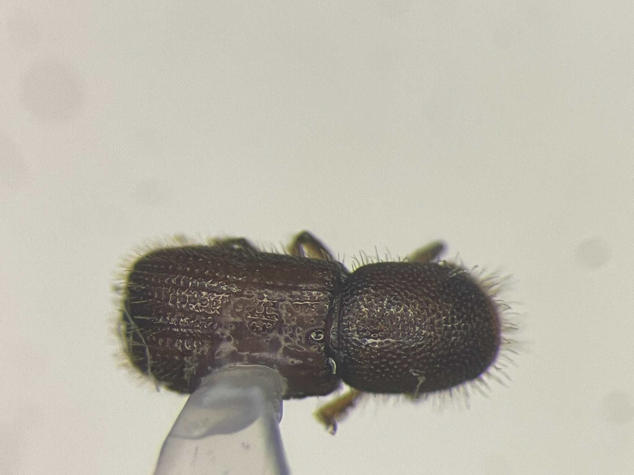 Dryocoetes granicollis