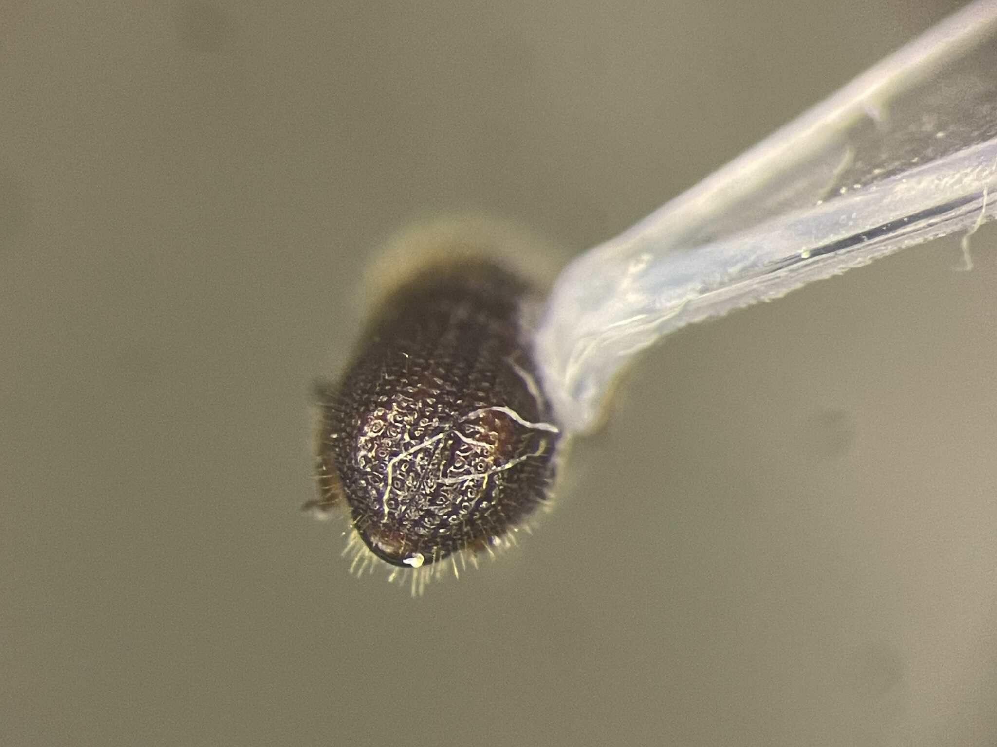 Dryocoetes granicollis