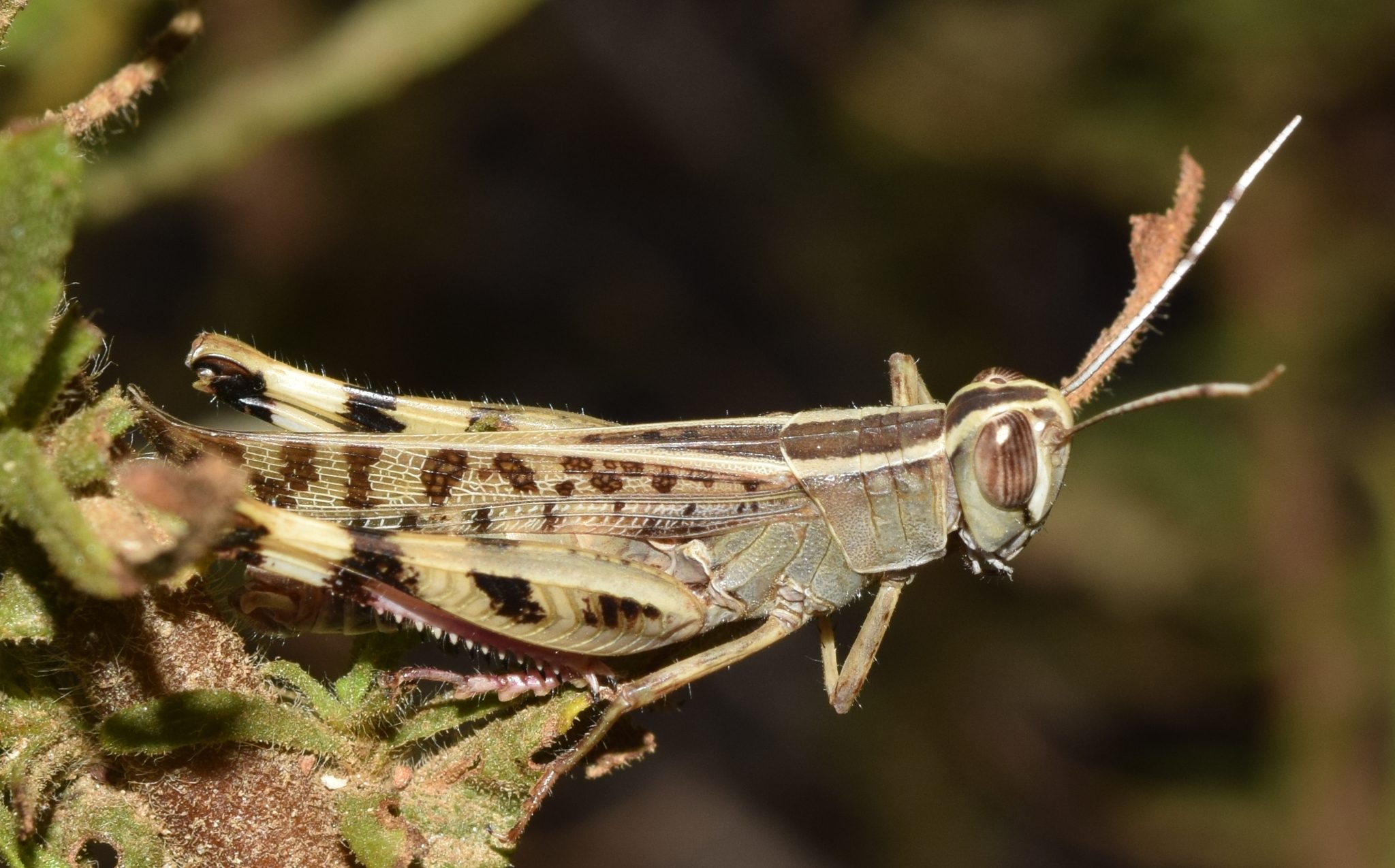 Heteracris