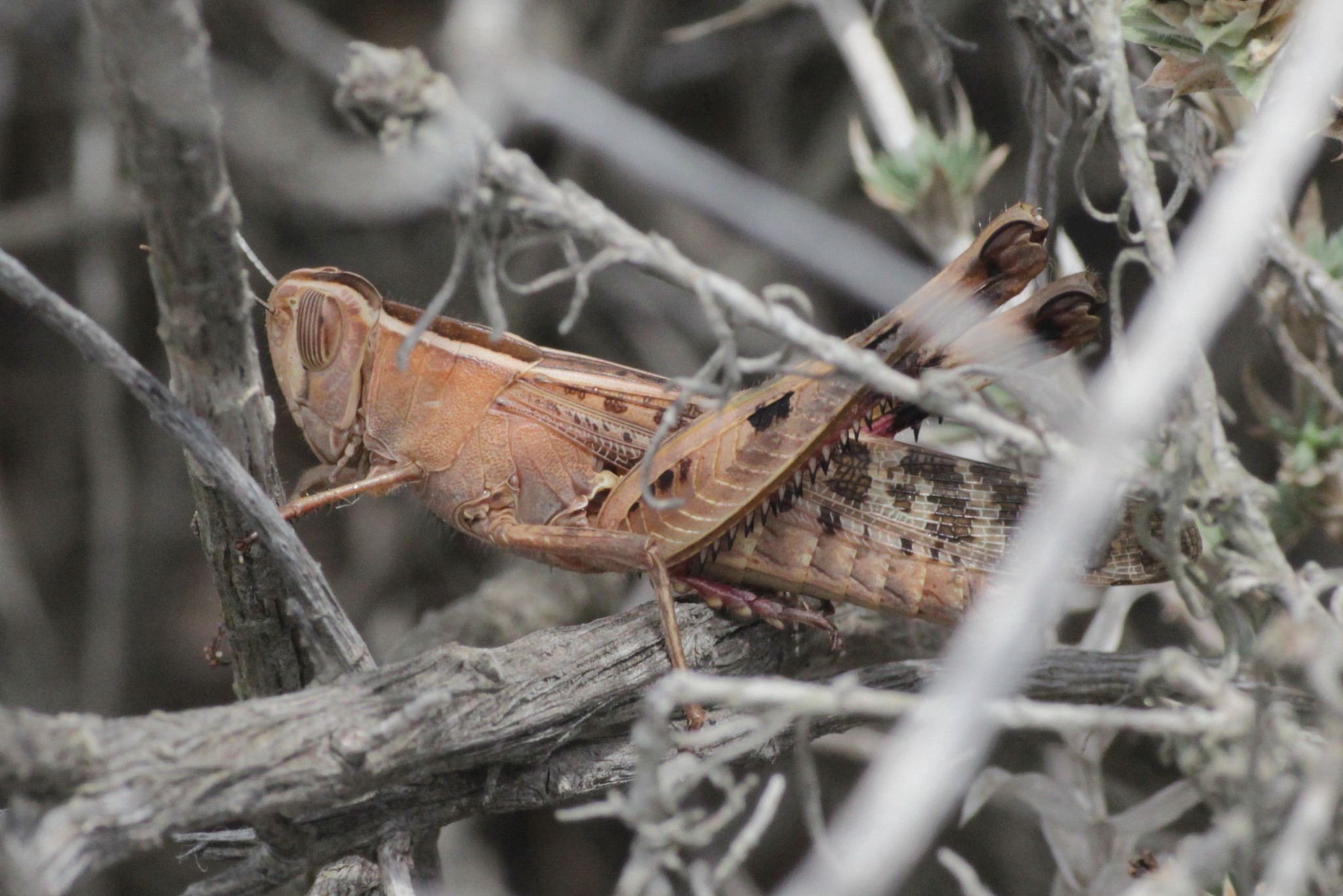 Heteracris