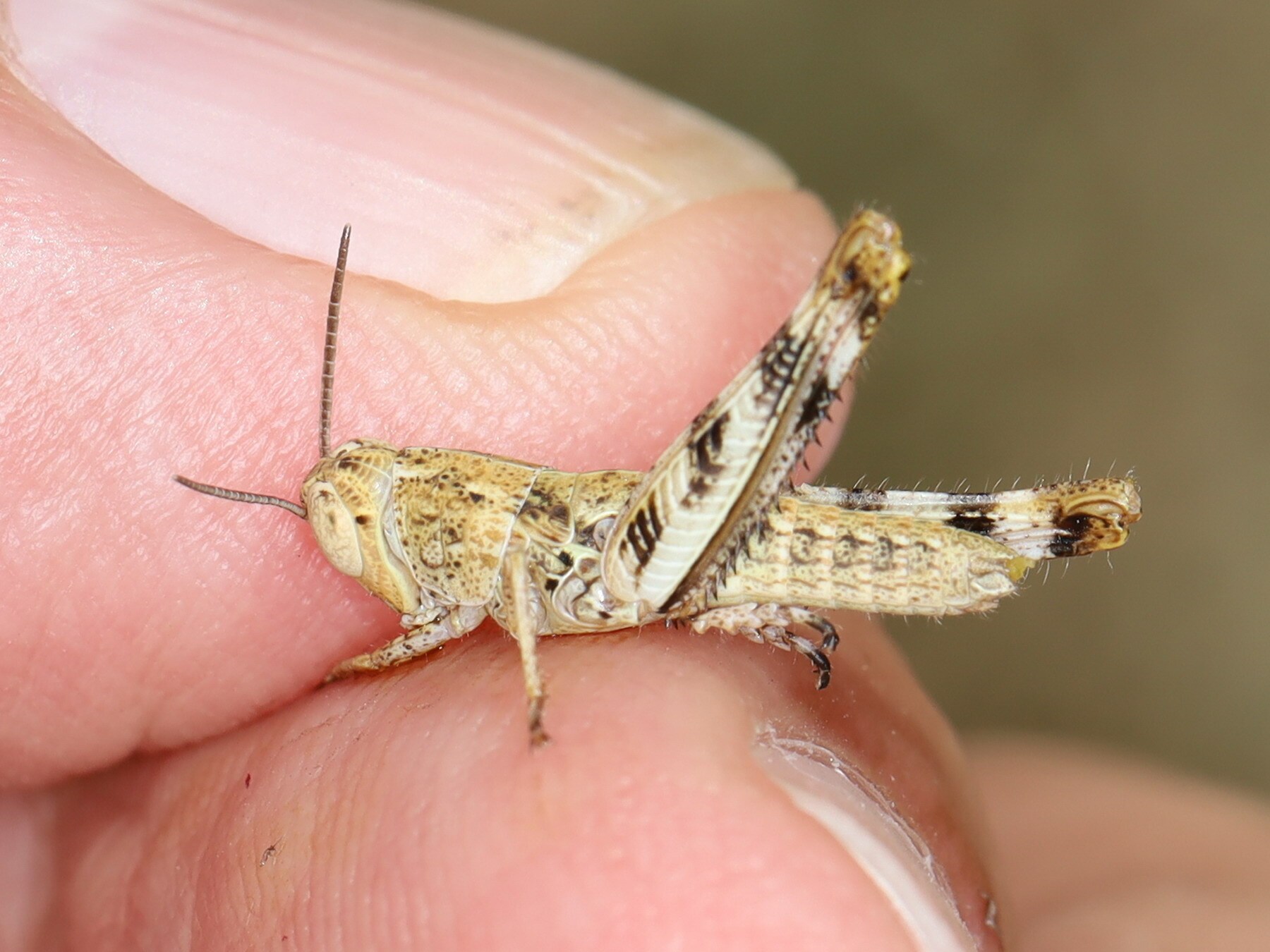 Heteracris