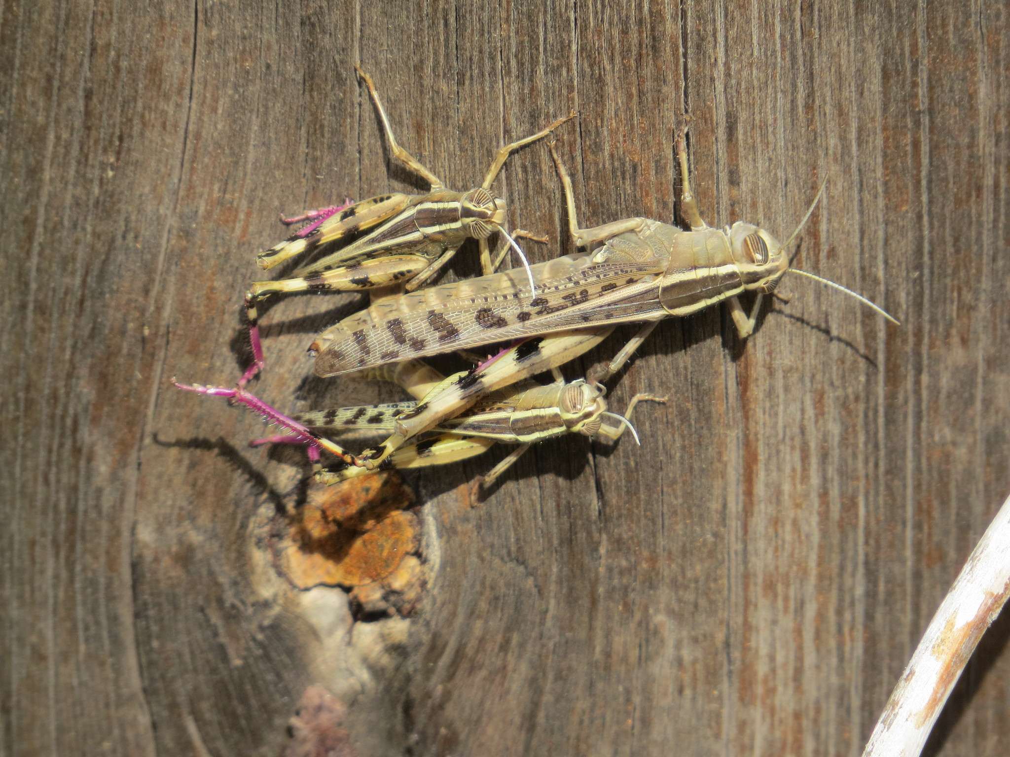 Heteracris