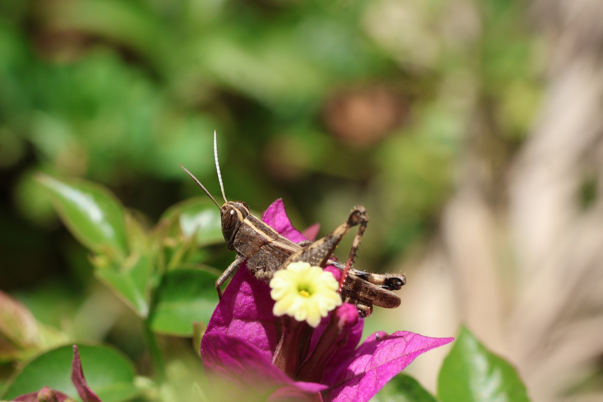 Heteracris