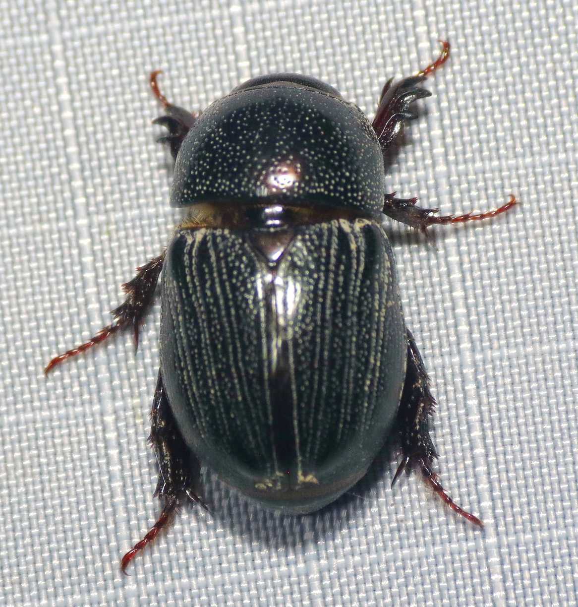 Euetheola