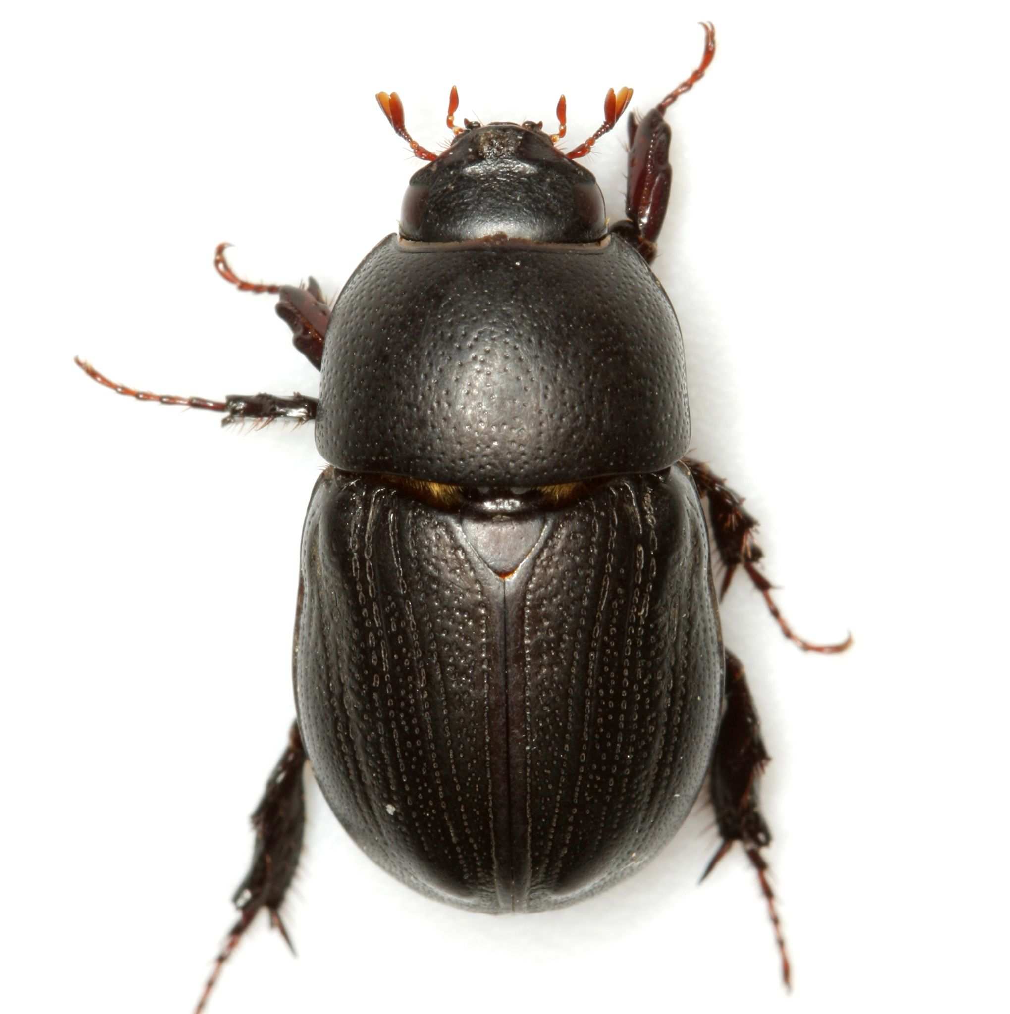 Euetheola