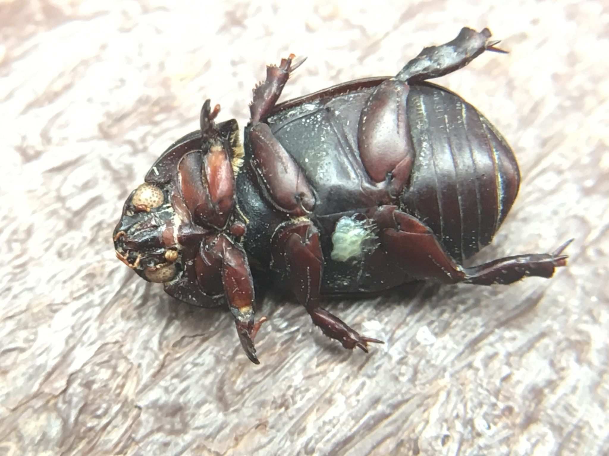 Euetheola