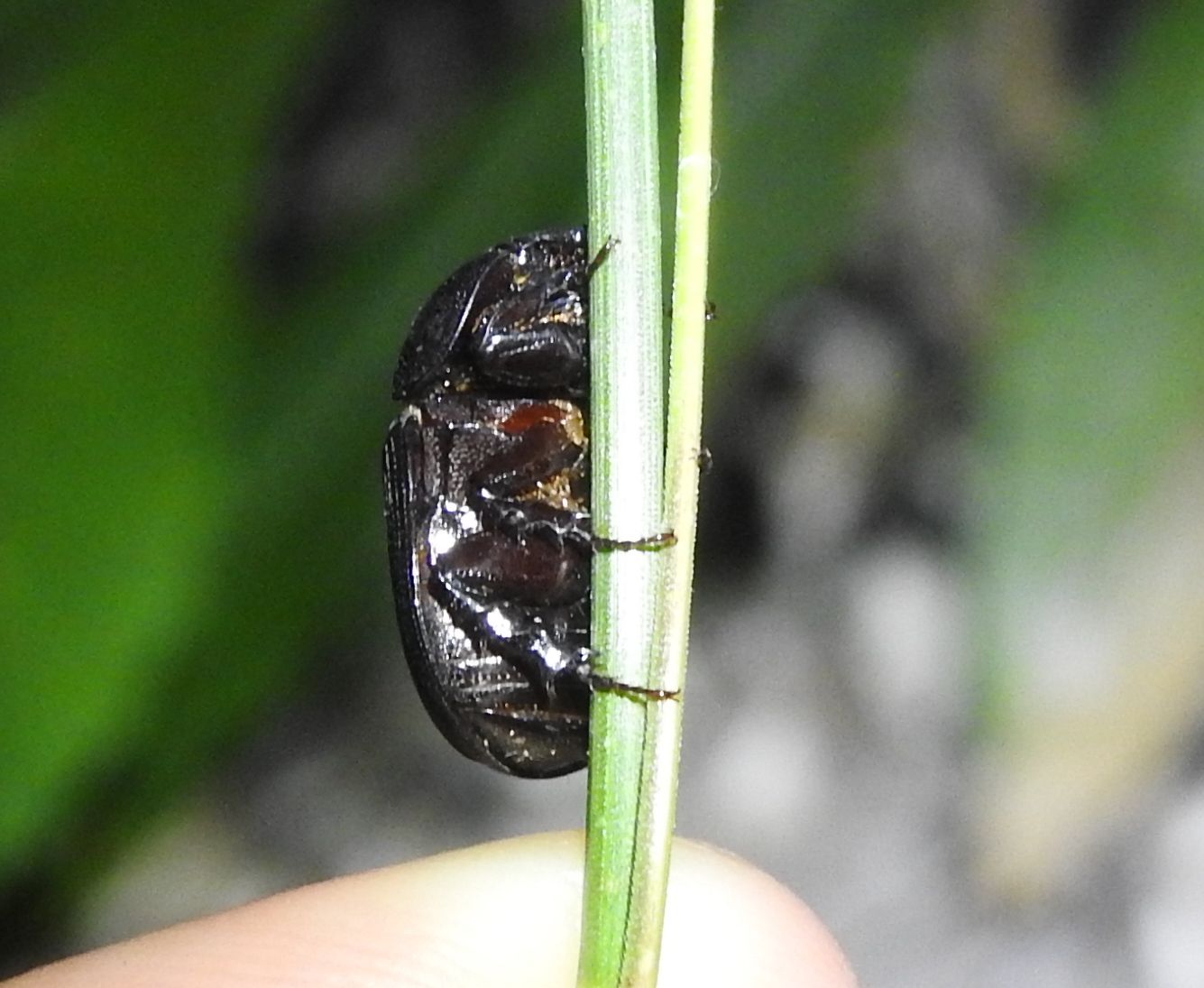 Euetheola