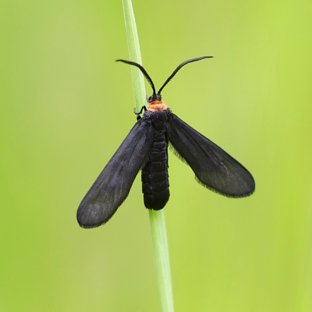 Harrisina