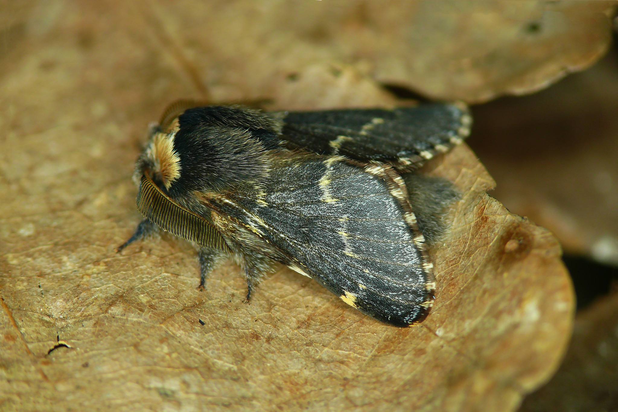 Poecilocampa populi