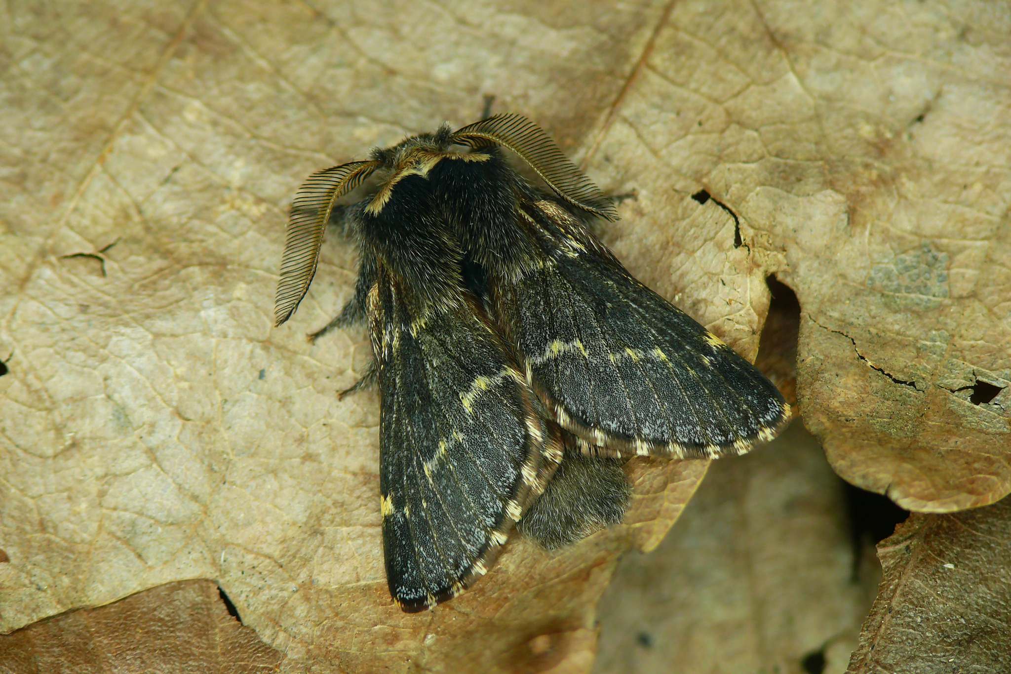 Poecilocampa populi