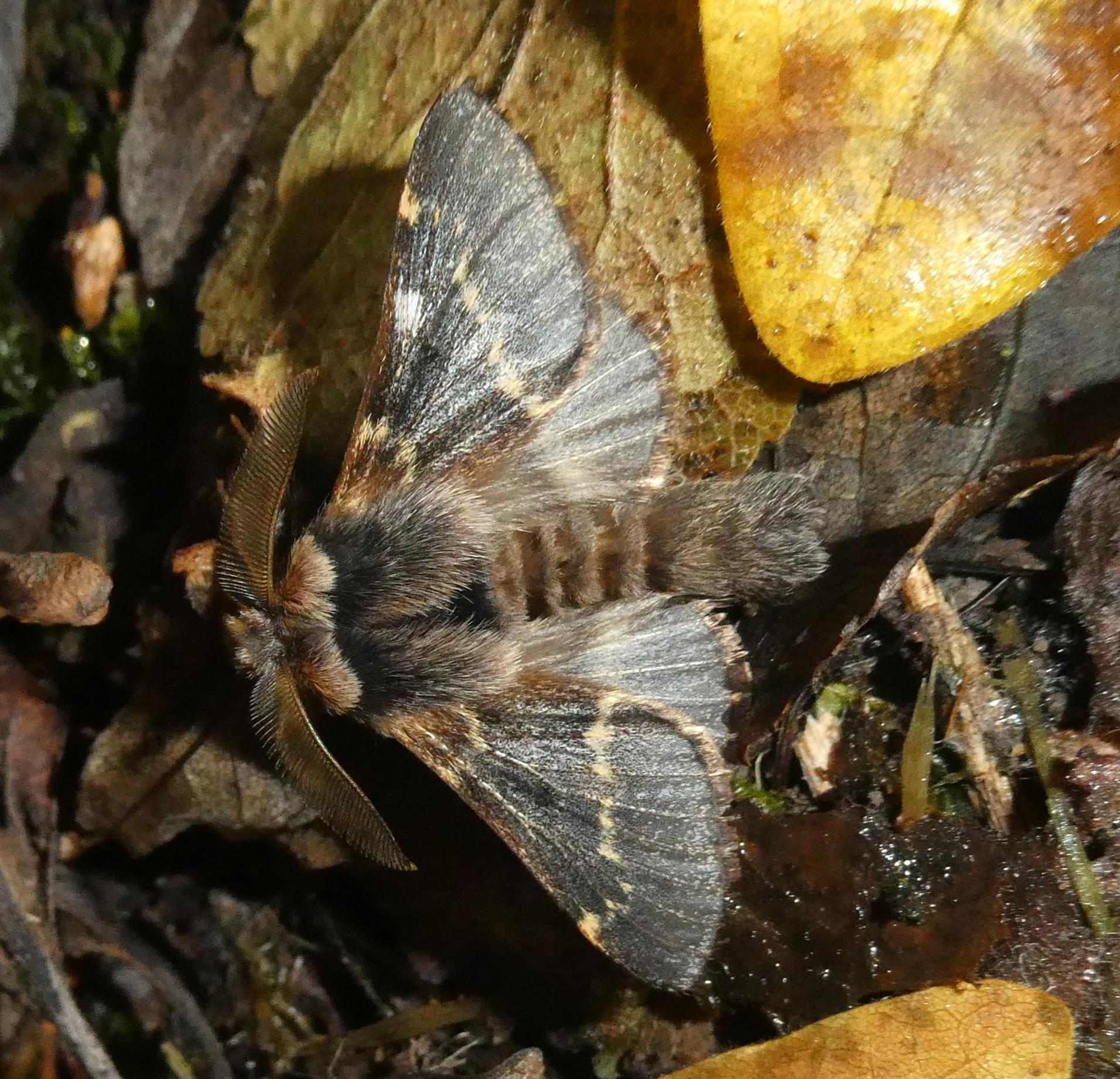 Poecilocampa populi