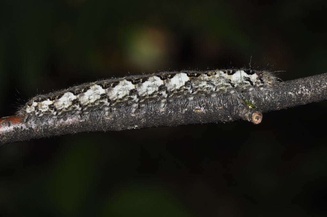 Poecilocampa populi