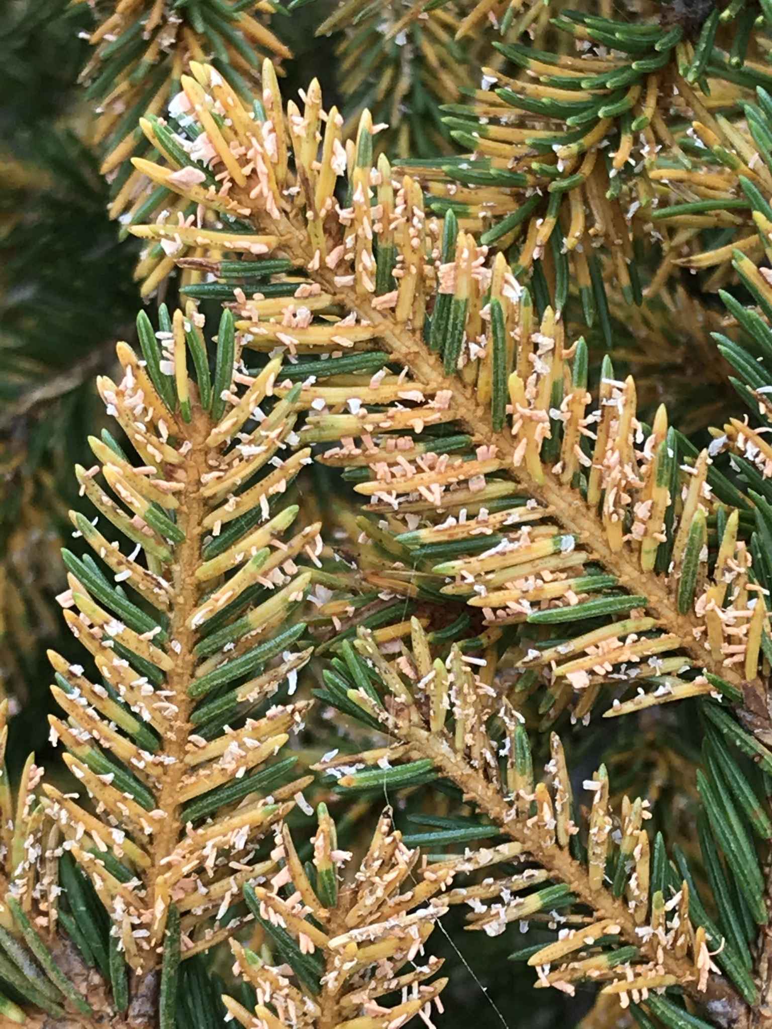 Chrysomyxa rhododendri