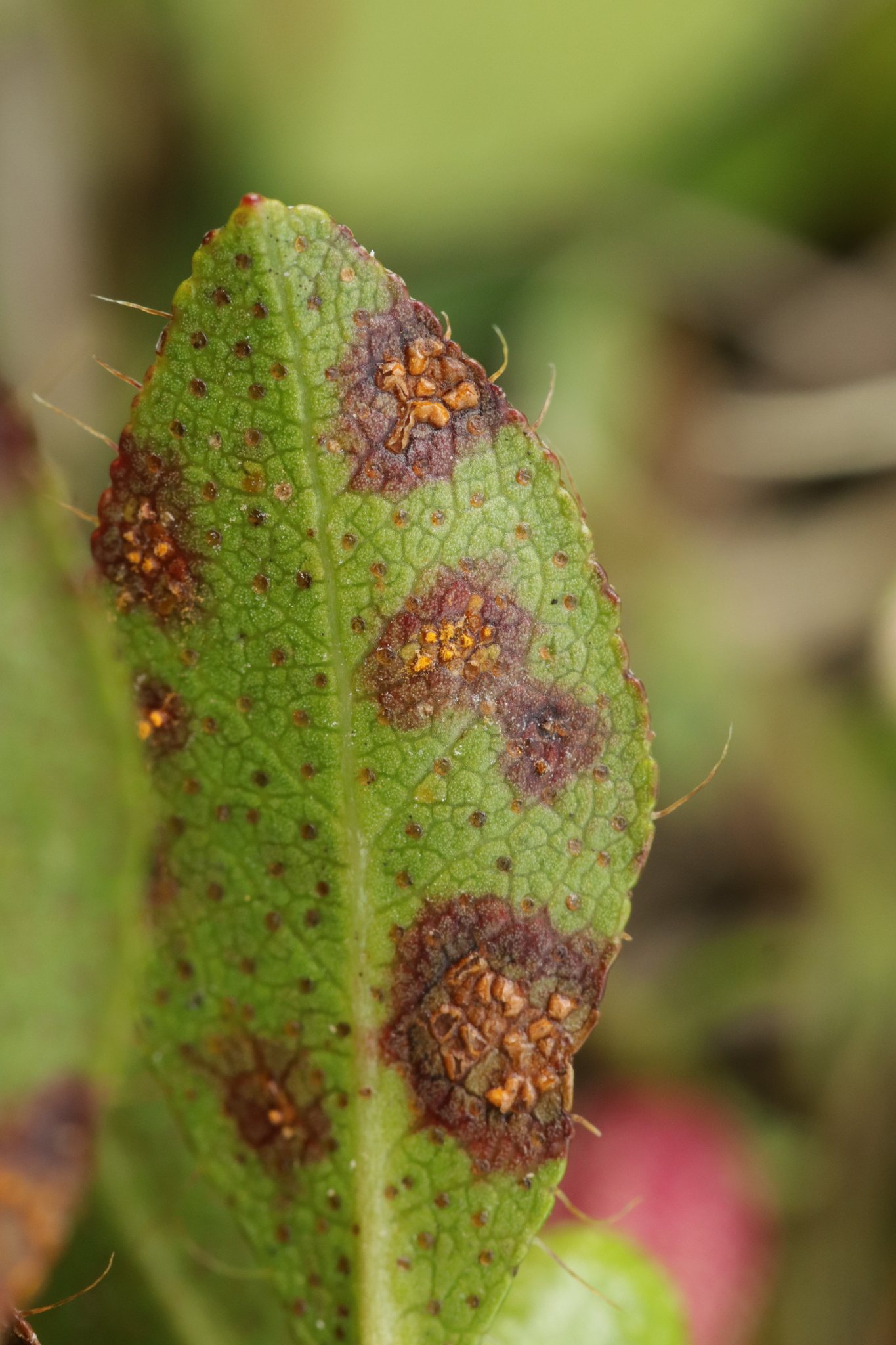 Chrysomyxa rhododendri