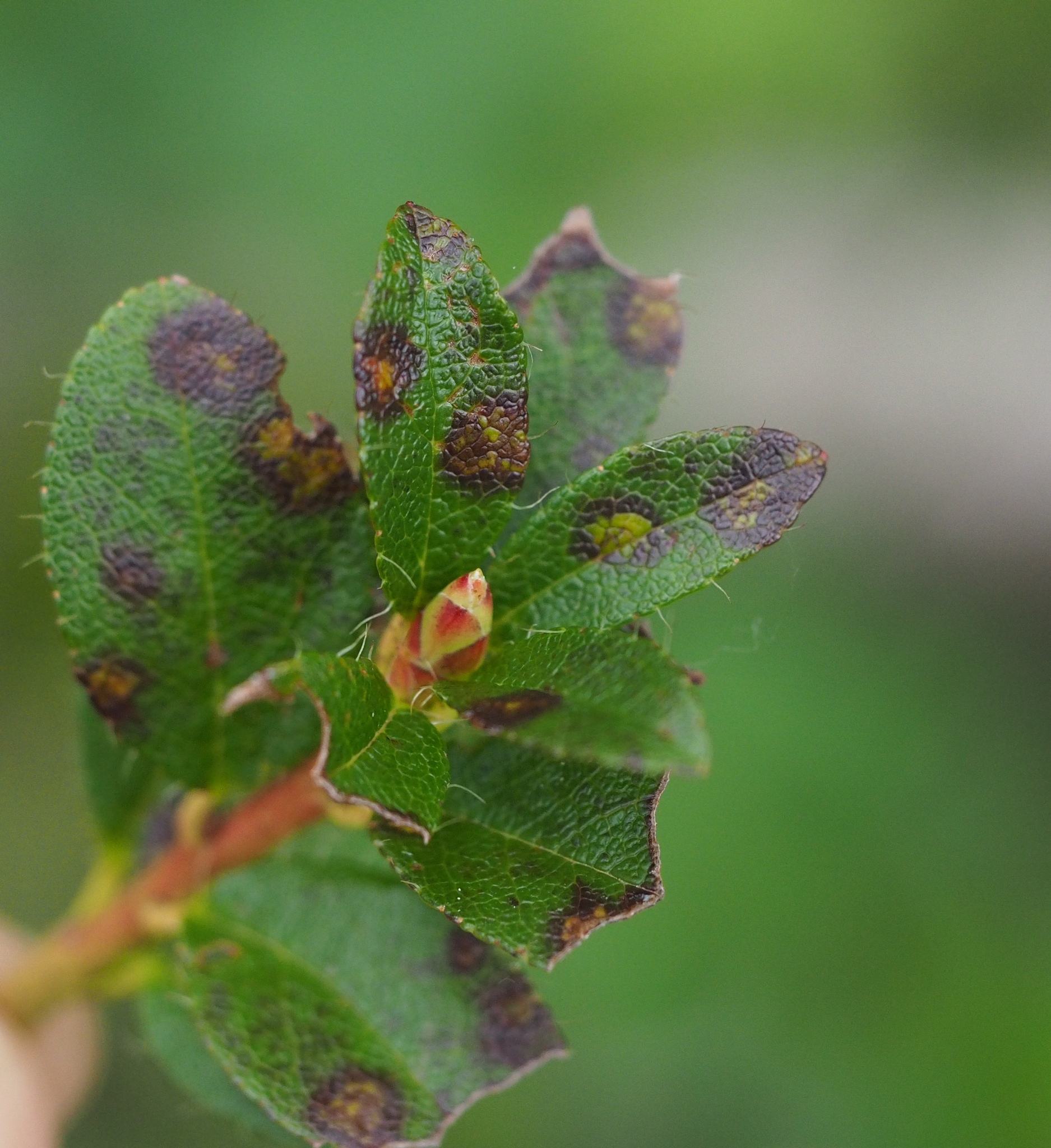 Chrysomyxa rhododendri