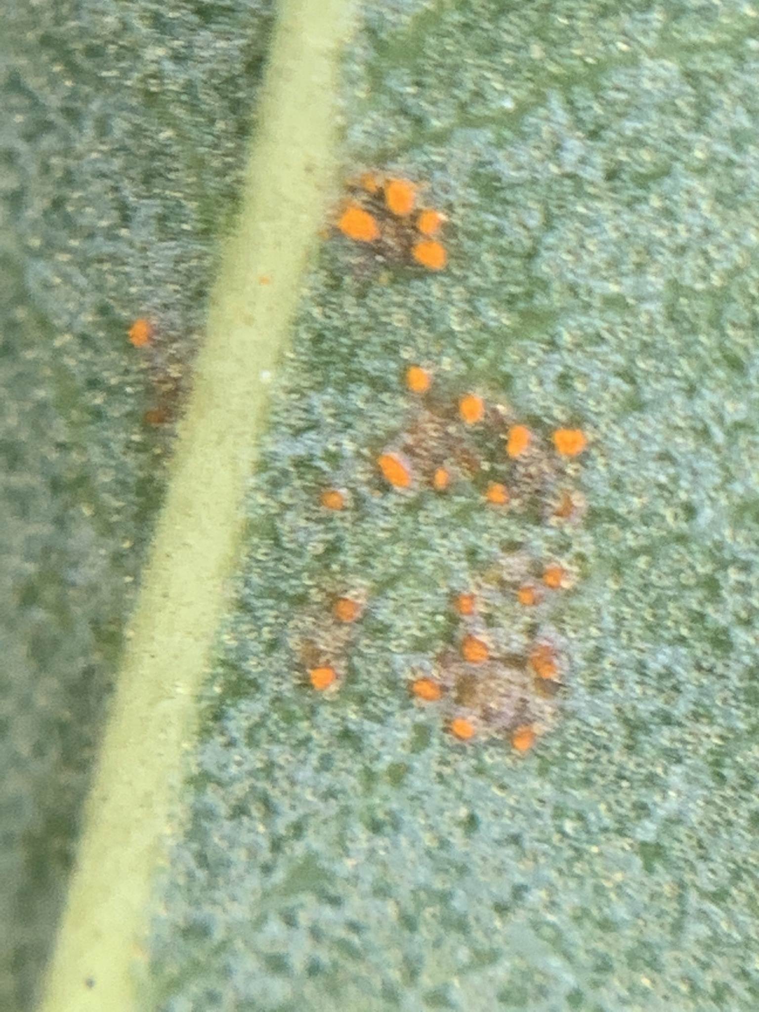 Chrysomyxa rhododendri