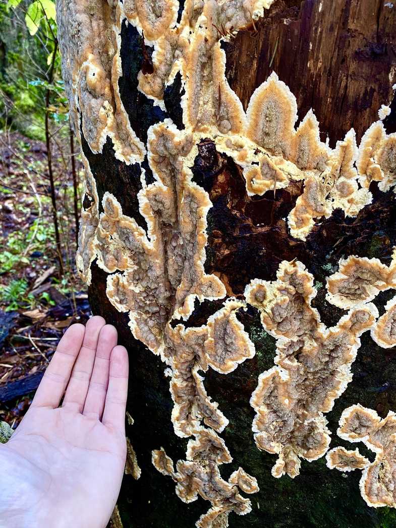 Coniferiporia sulphurascens