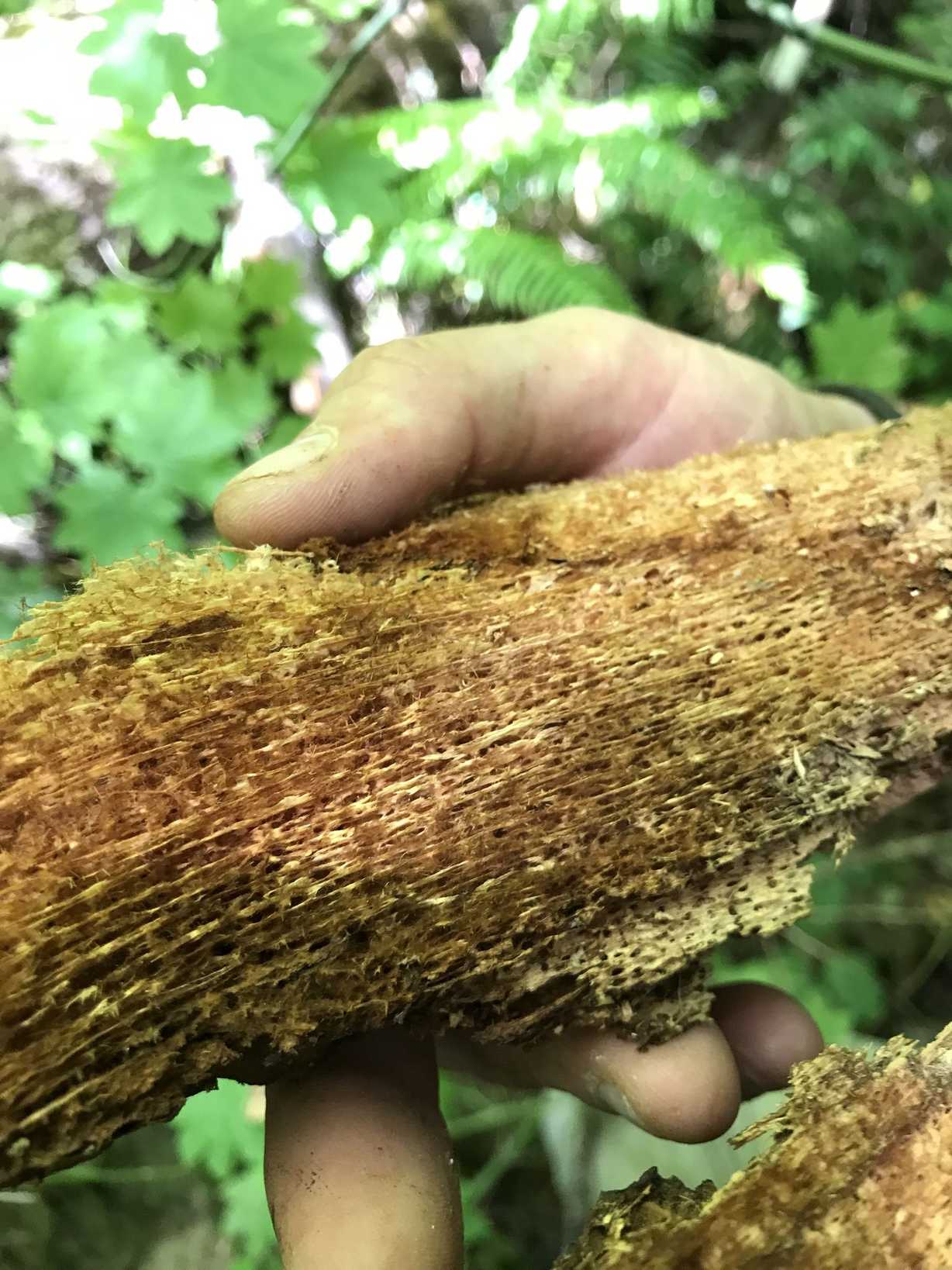 Coniferiporia sulphurascens