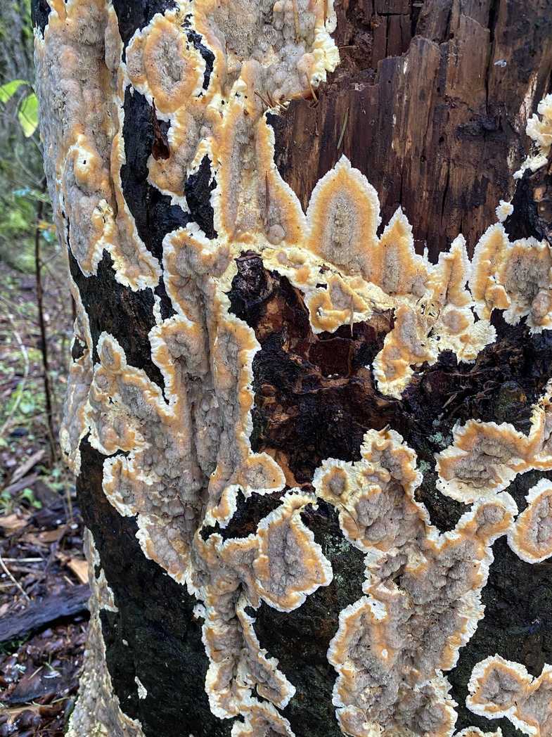 Coniferiporia sulphurascens