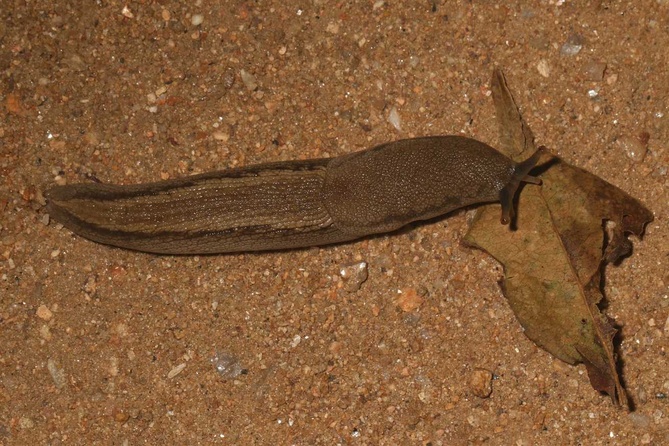 Urocyclus