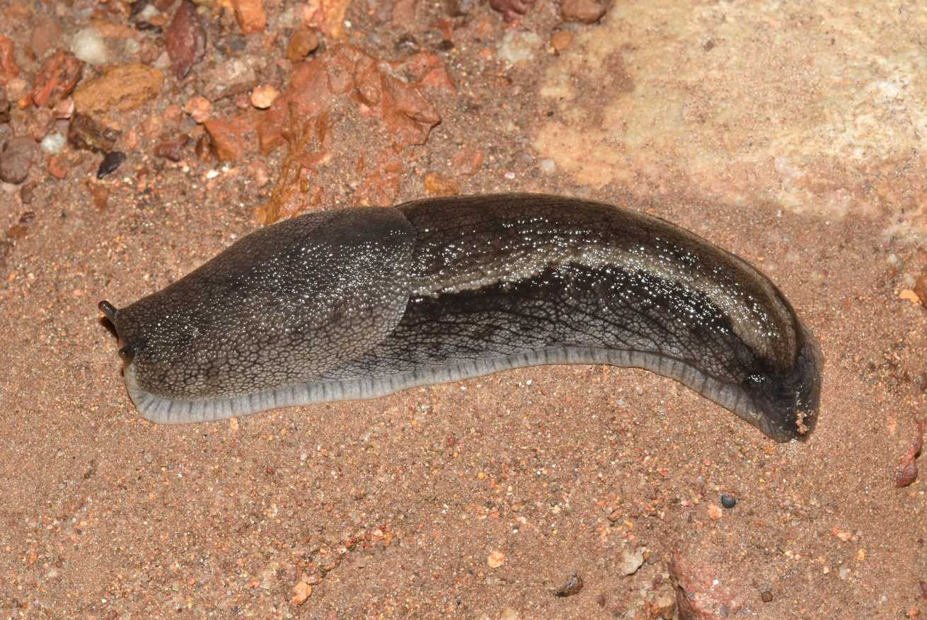 Urocyclus