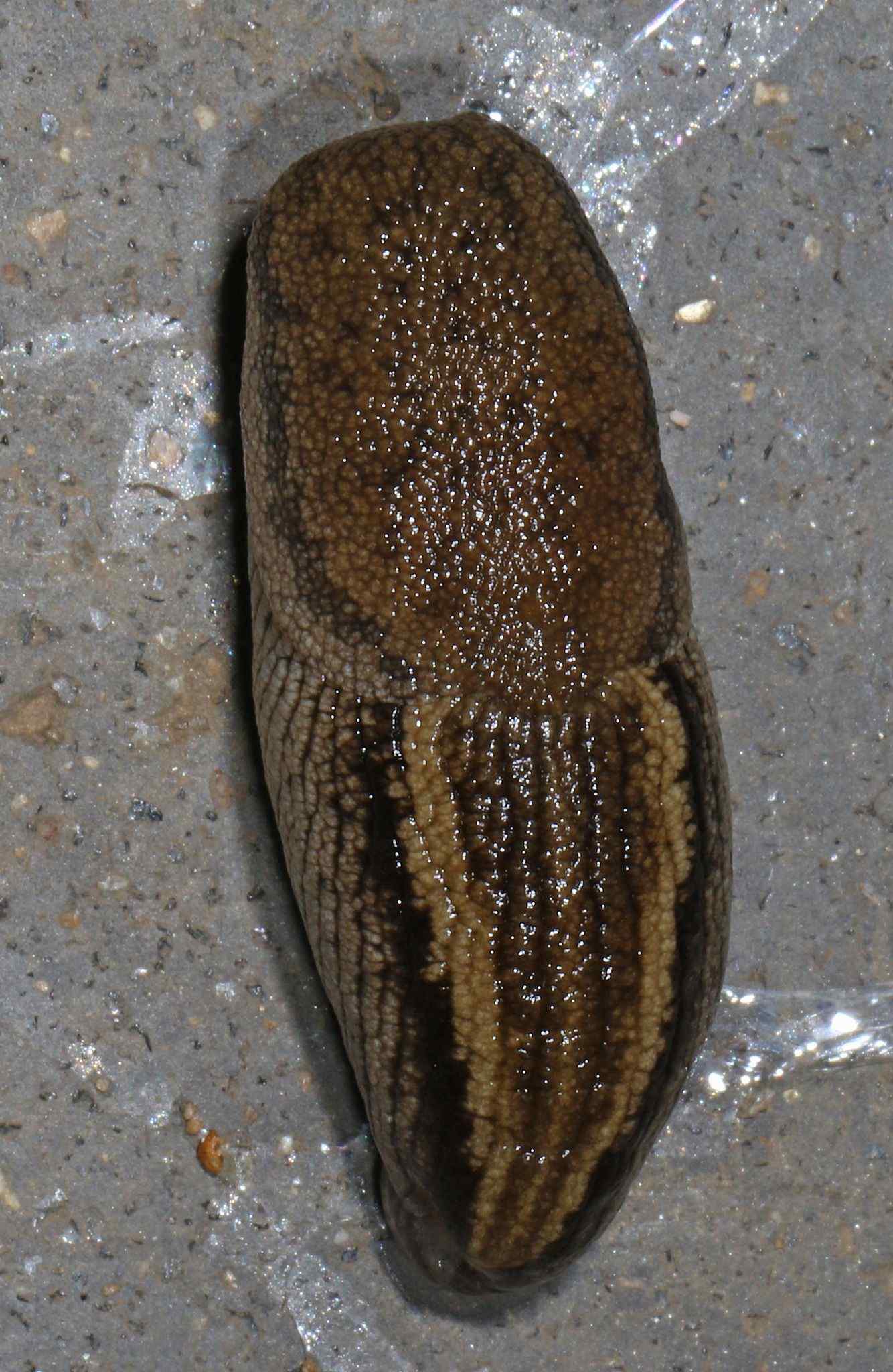 Urocyclus