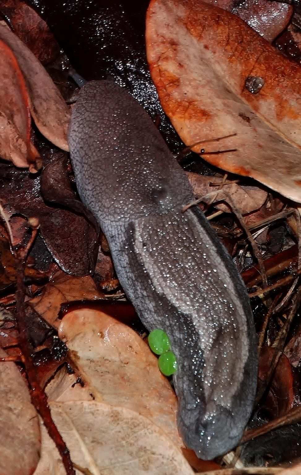Urocyclus