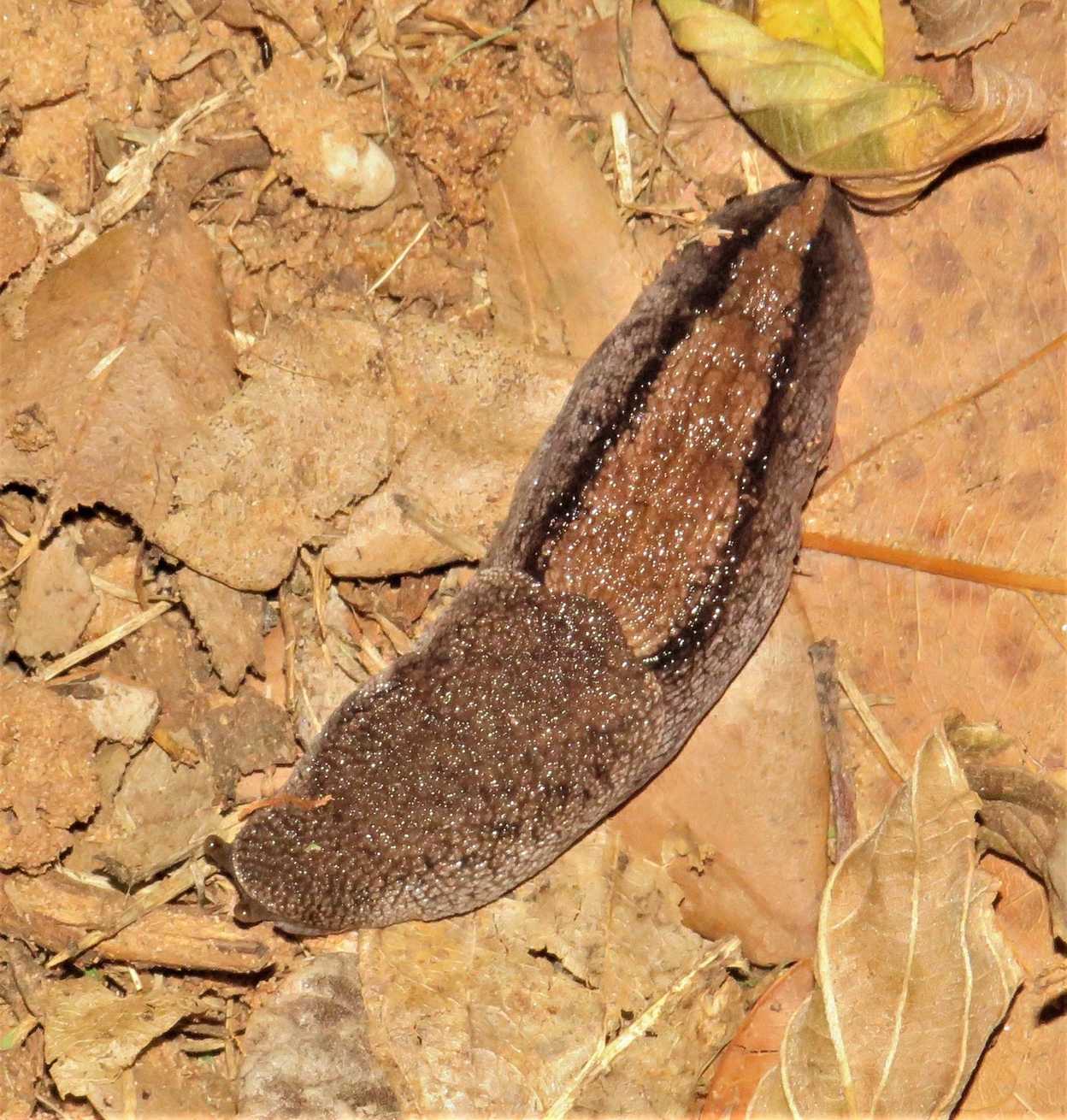 Urocyclus