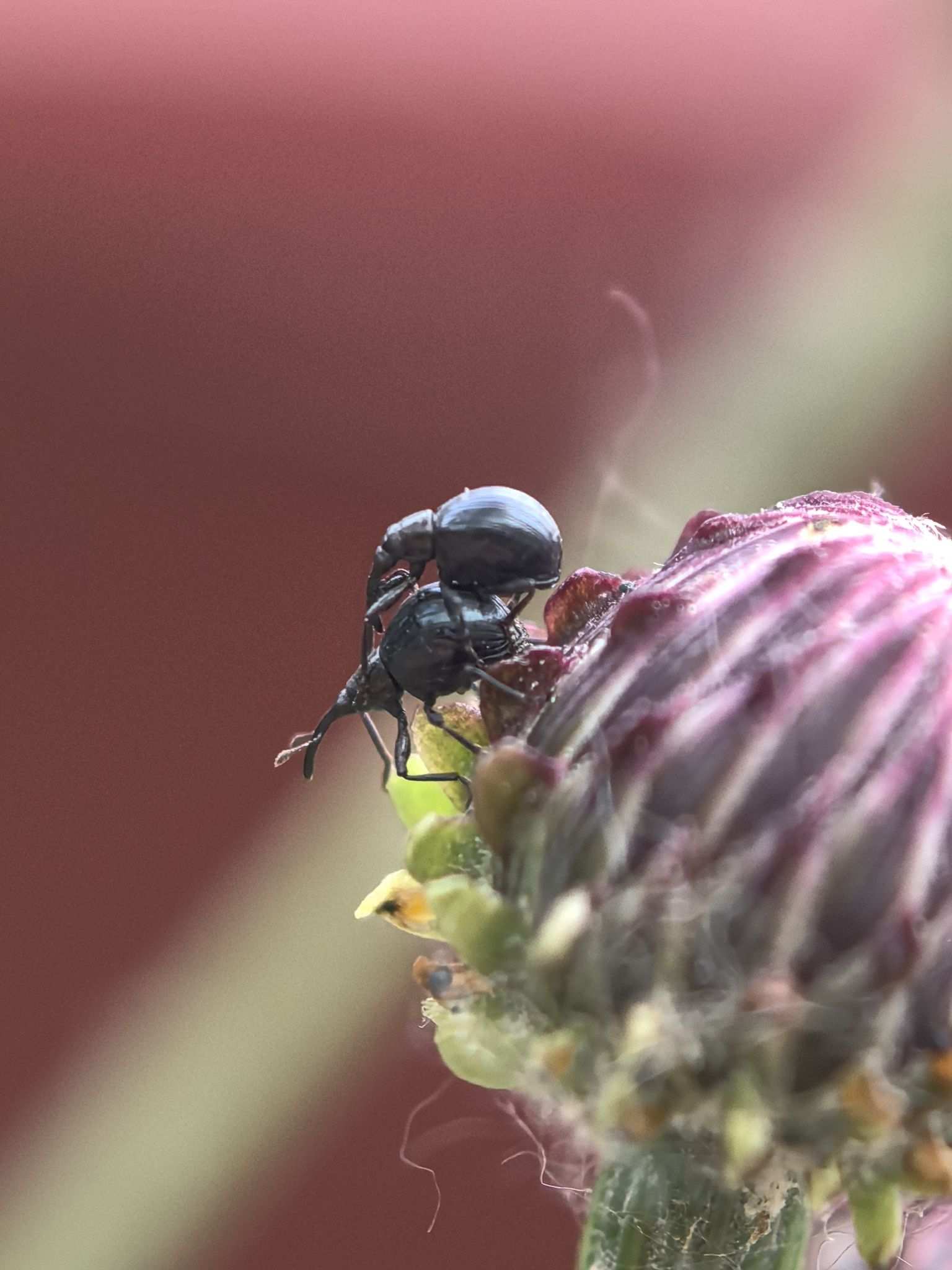 Piezotrachelus